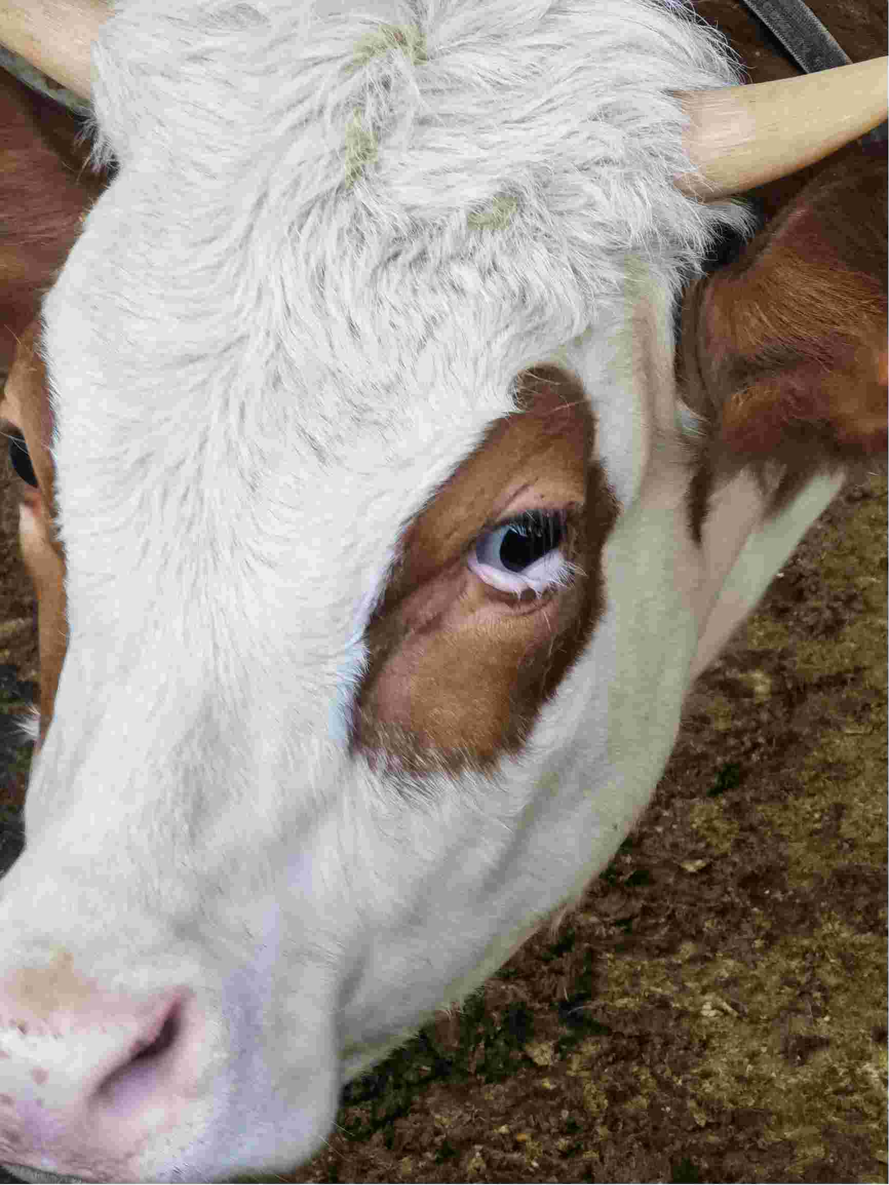 母牛怀孕眼睛图片图片