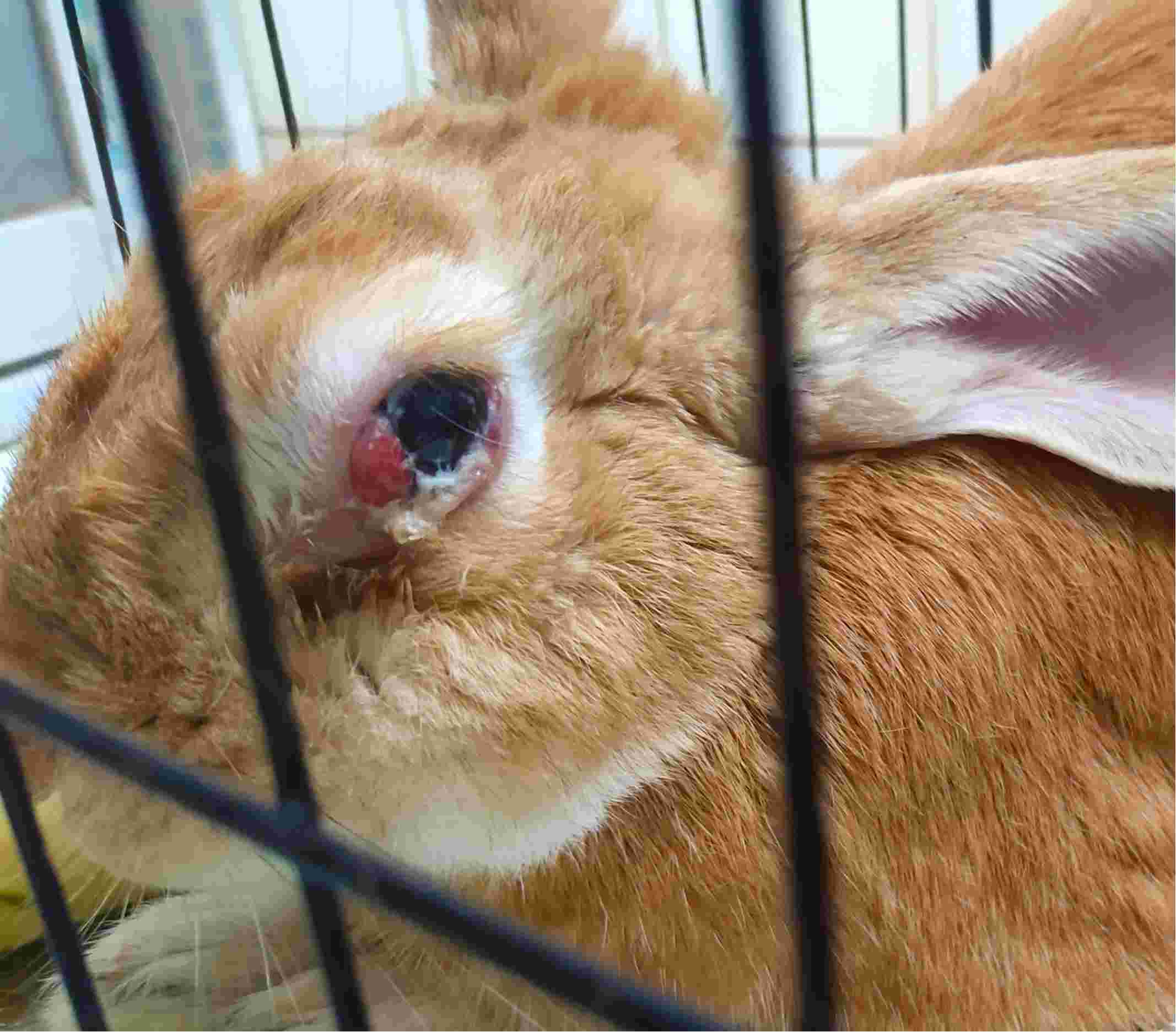 兔子第三眼睑发炎图片图片