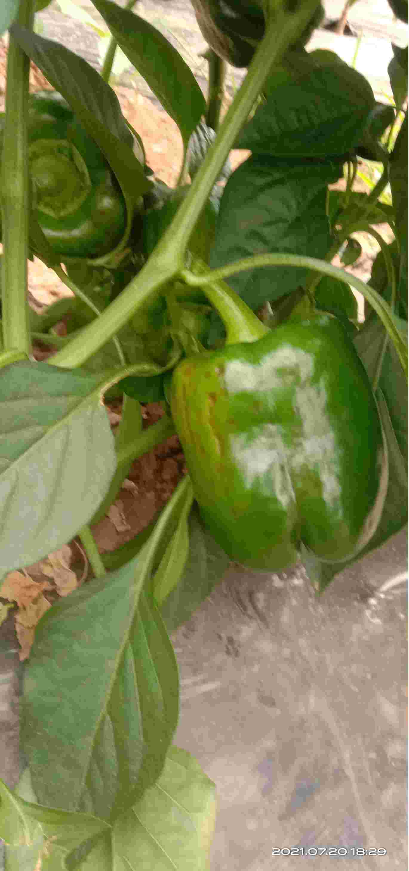 我们这里今年甜椒大面积发生了这种病害,现在基本绝产,请问专家这是