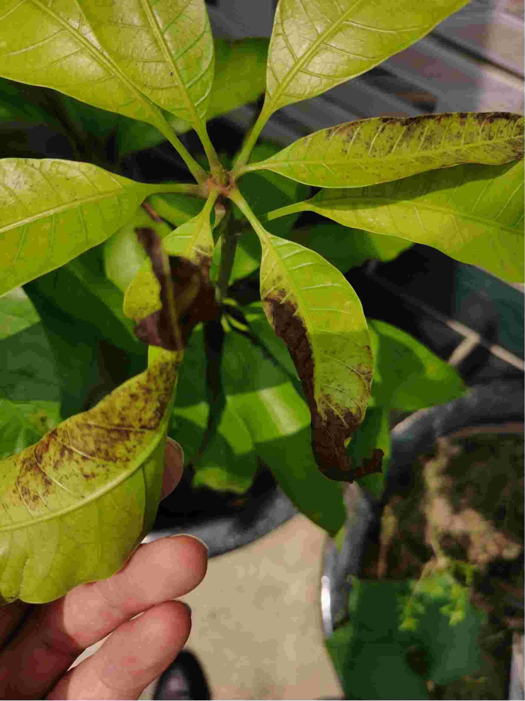 麻烦老师帮忙看看我这芒果树是什么病用什么药谢谢