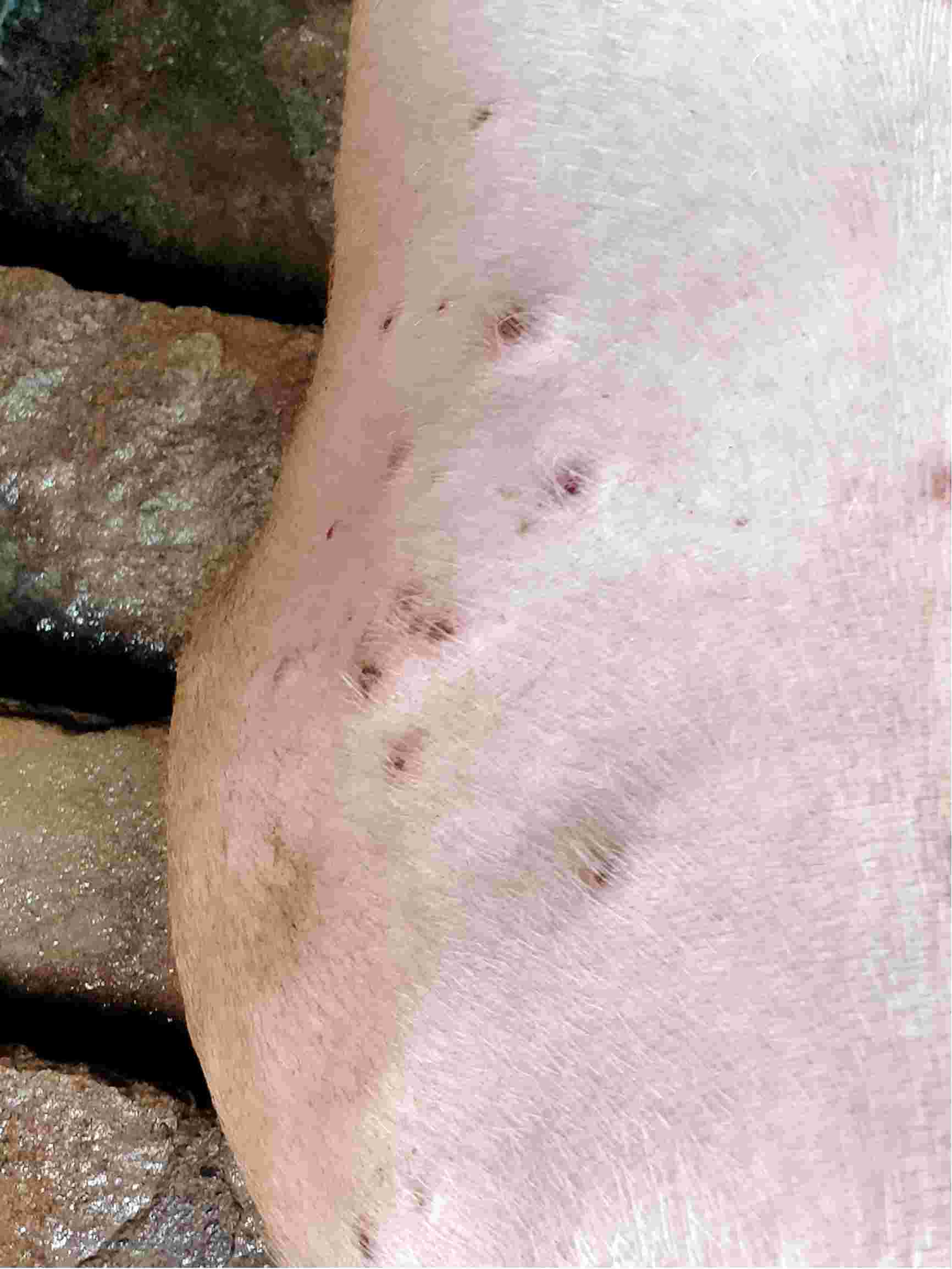 猪痘疹的症状图片图片