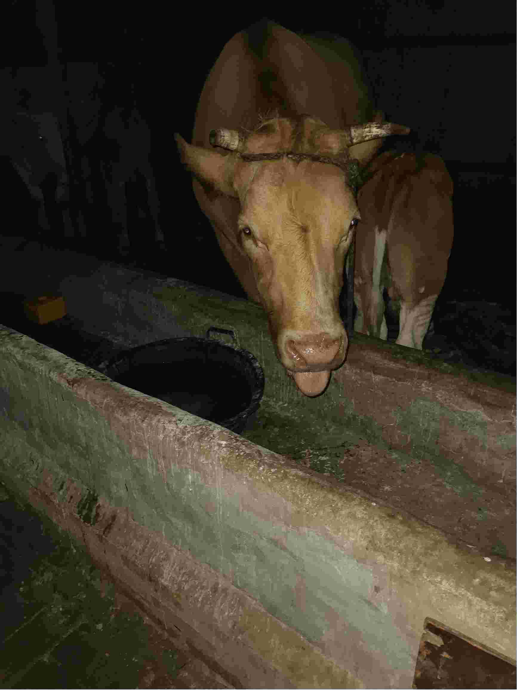 牛犊一个月图片