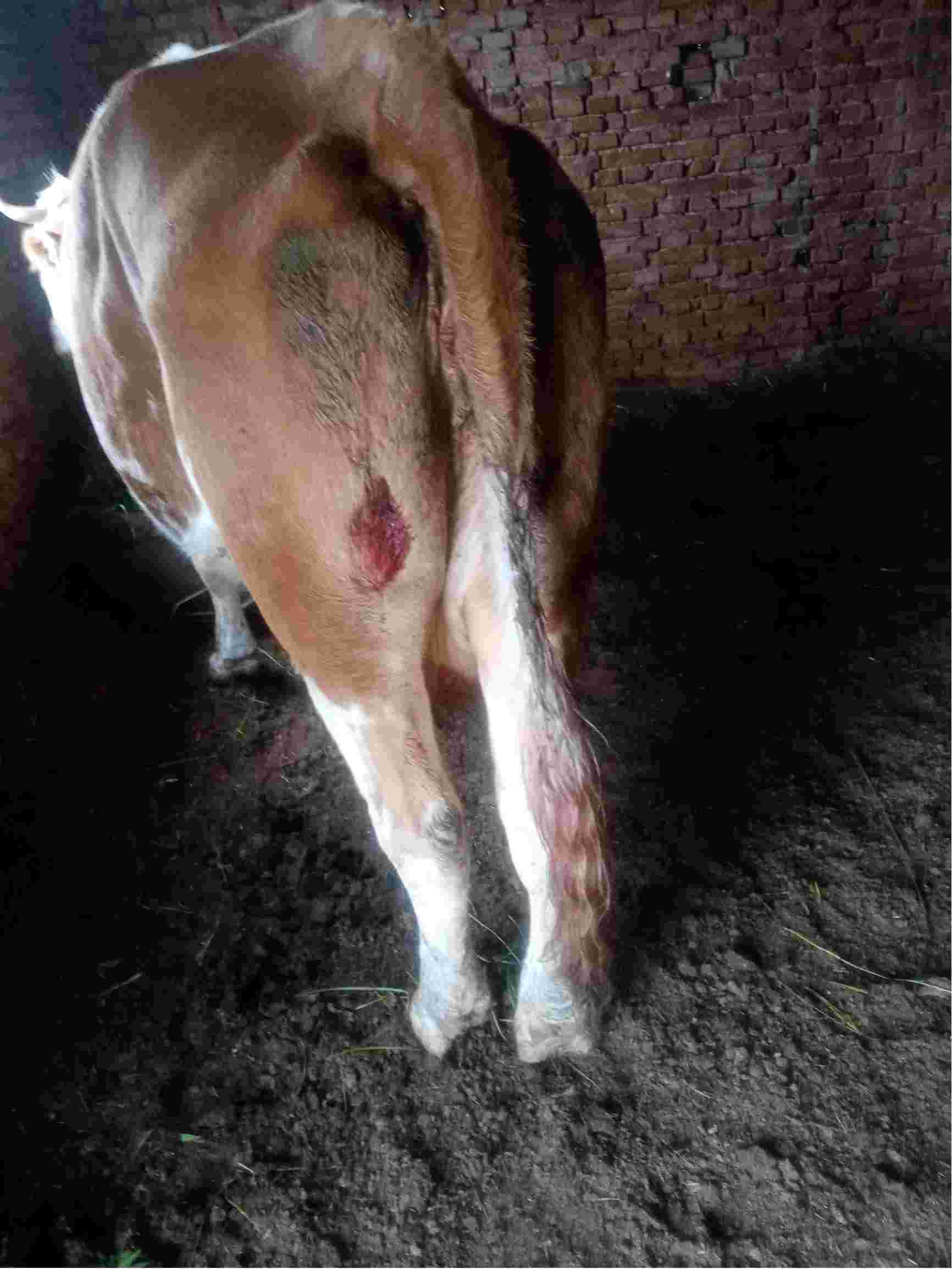 牛水门怀孕图片