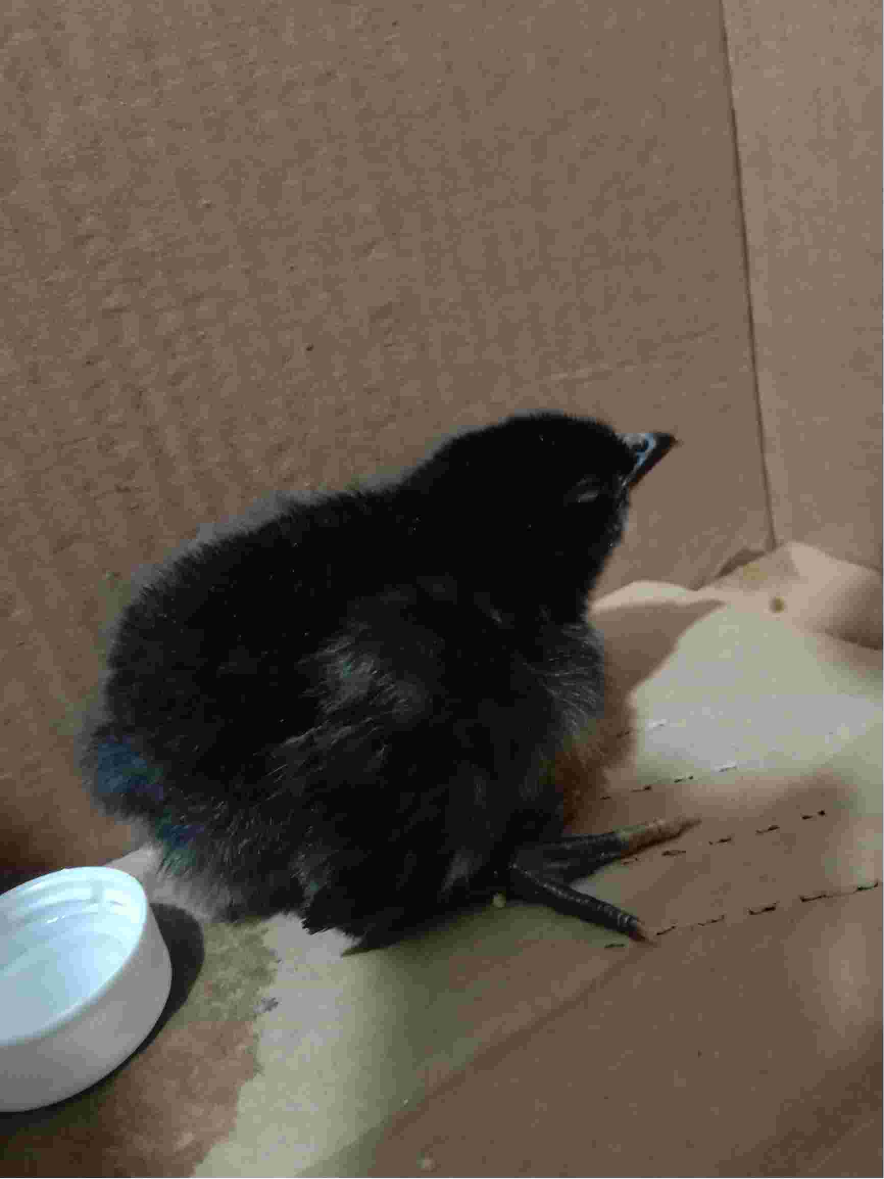 我家有一只小黑鸡今天早上还好好的现在突然站不起来了身子也不稳不