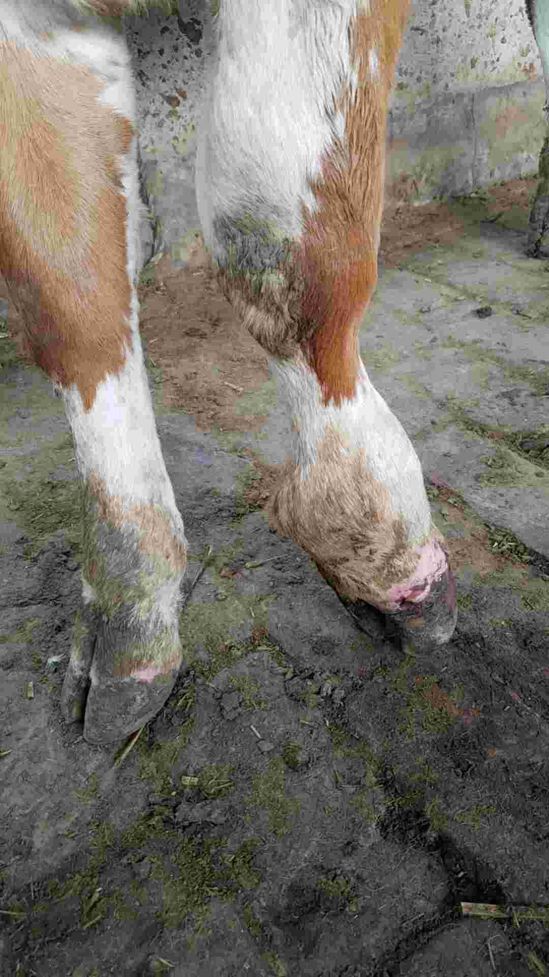 请问老师我家牛犊2个多月了蹄子扎了化脓感染腿都肿