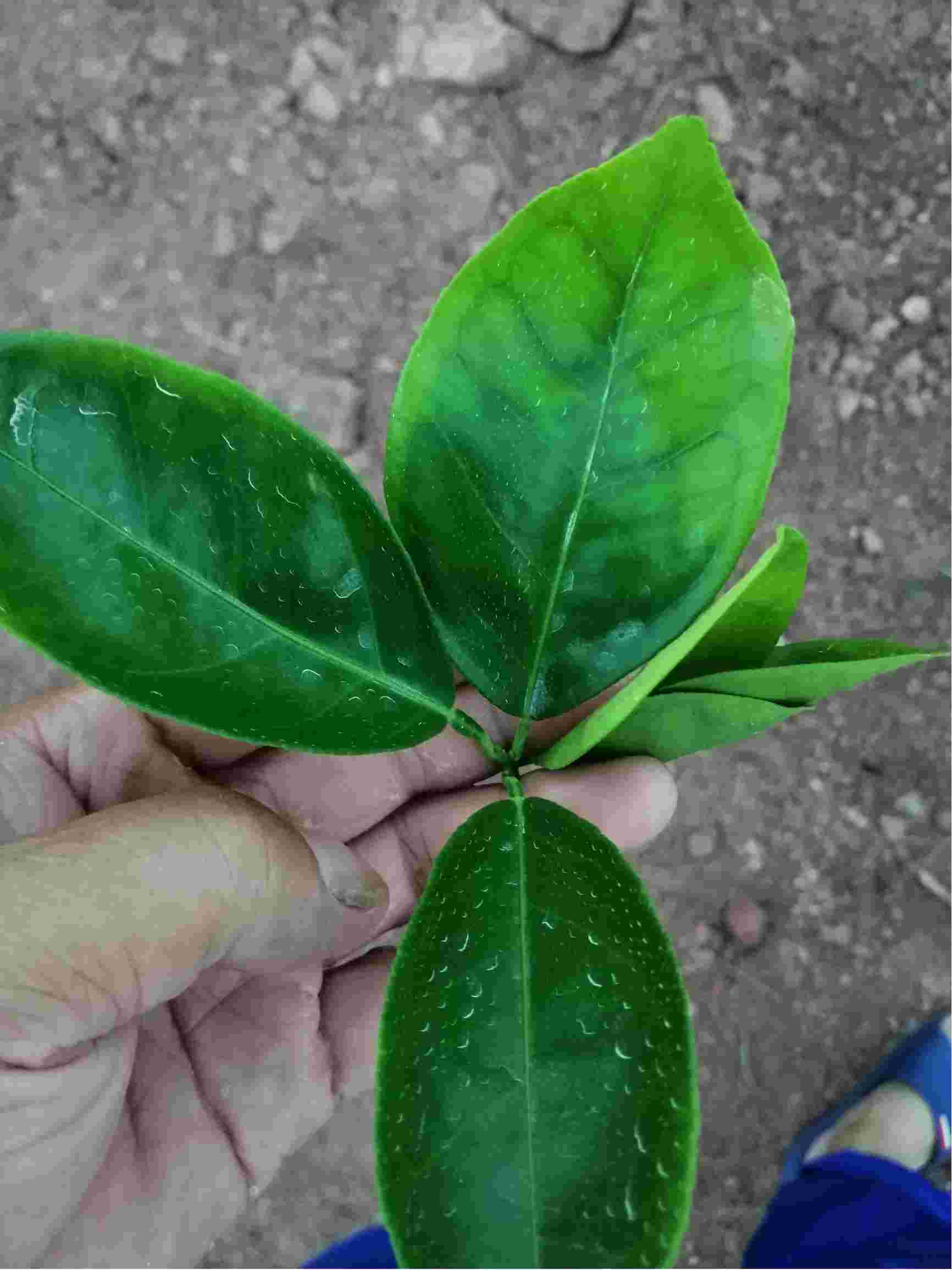 老师你好我家的脐橙叶子这种情况