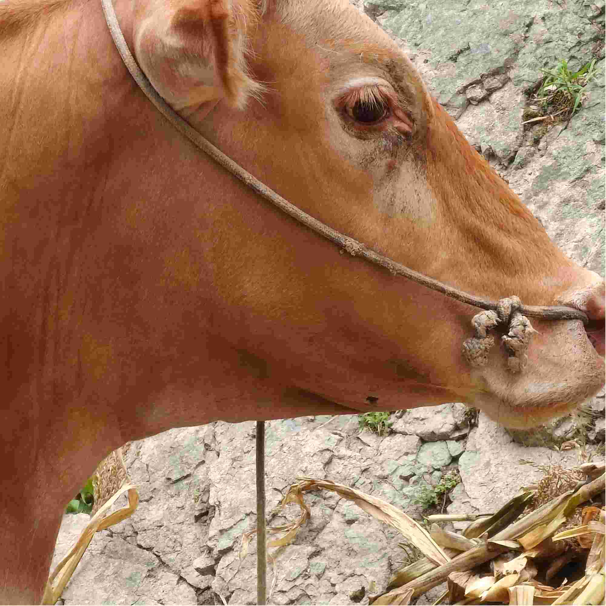 流眼泪差不多十天了该怎么办呢