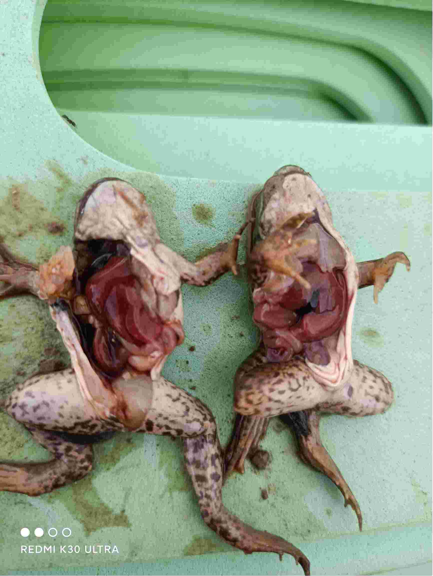 连续阴雨天气刚变态的小牛蛙出现较大伤亡死的大多数外表皮有层灰皮
