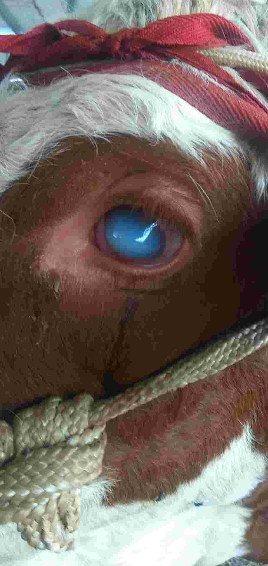 你好我的牛不吃草只喝点水眼睛有白膜两个眼睛都这个样还能治好吗用