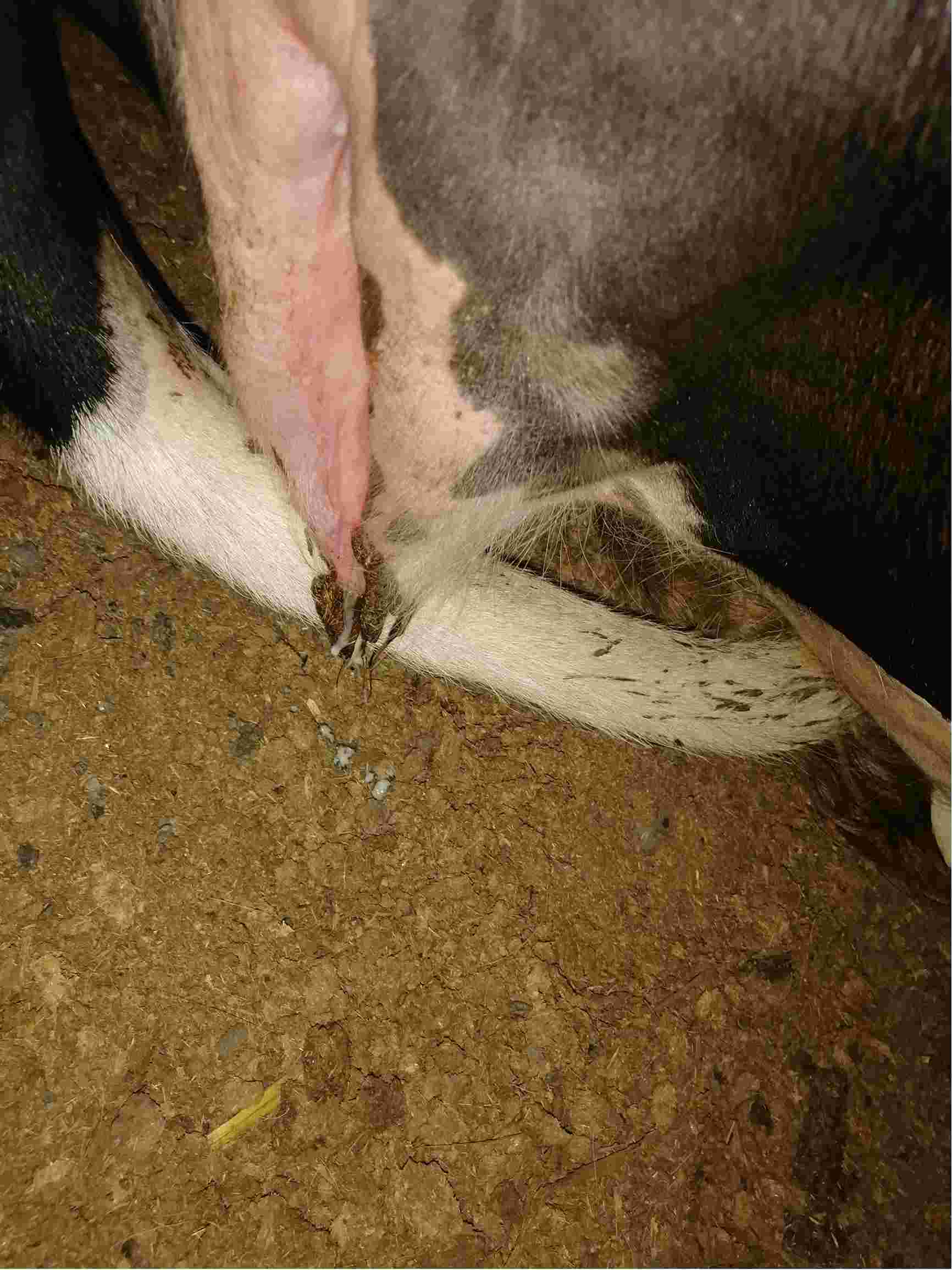 临产母牛水门肿大图片图片