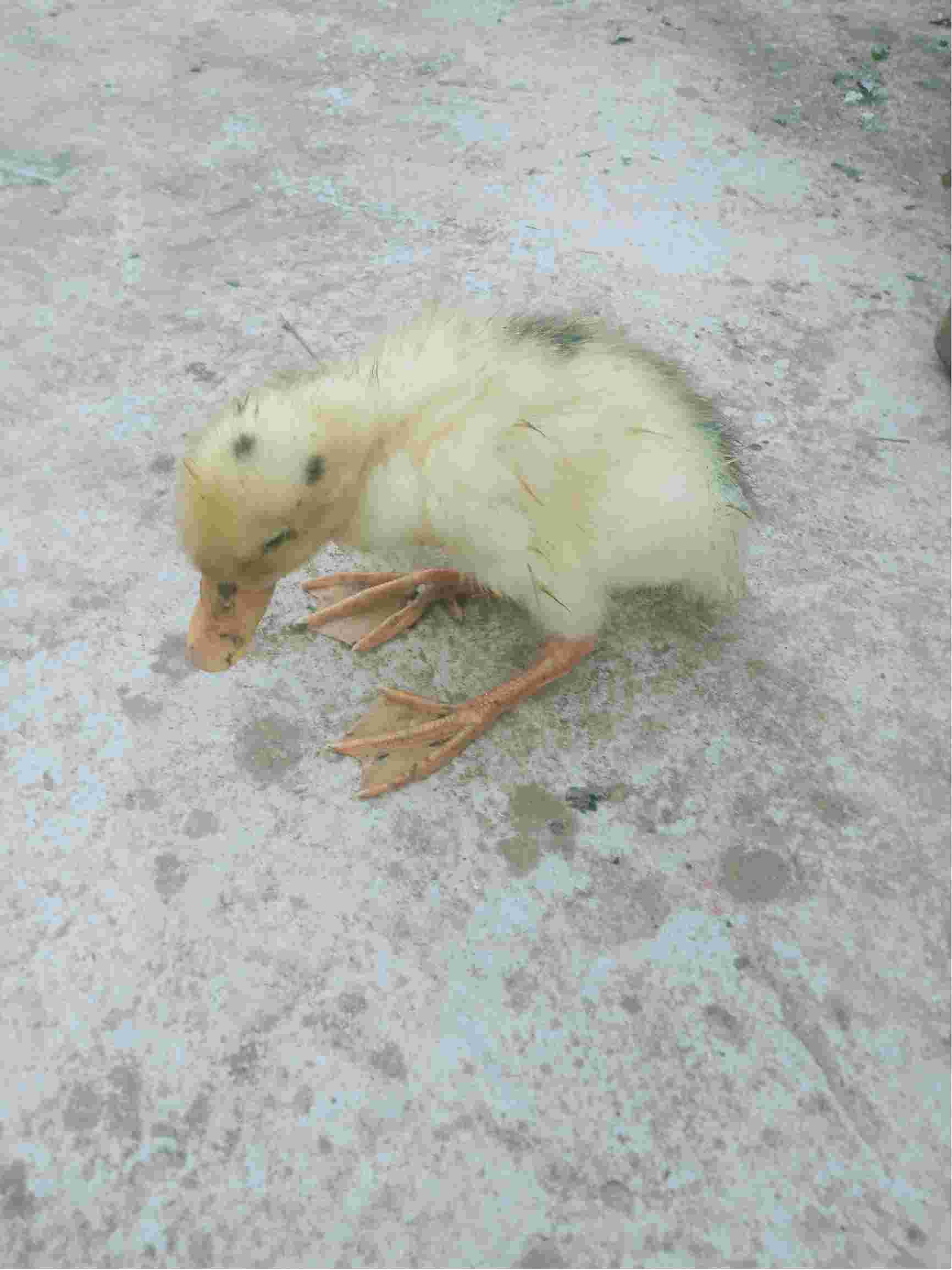 一个星期前买的小黄鸭前两天脖子有点歪但是能正常