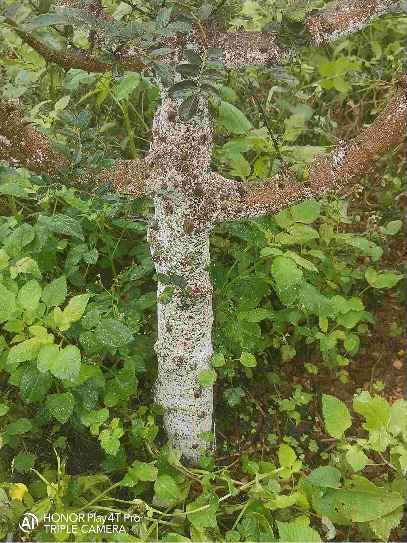 请问教授,花椒根部有白色的东西在上面,这是什么病引起的,有的花椒树