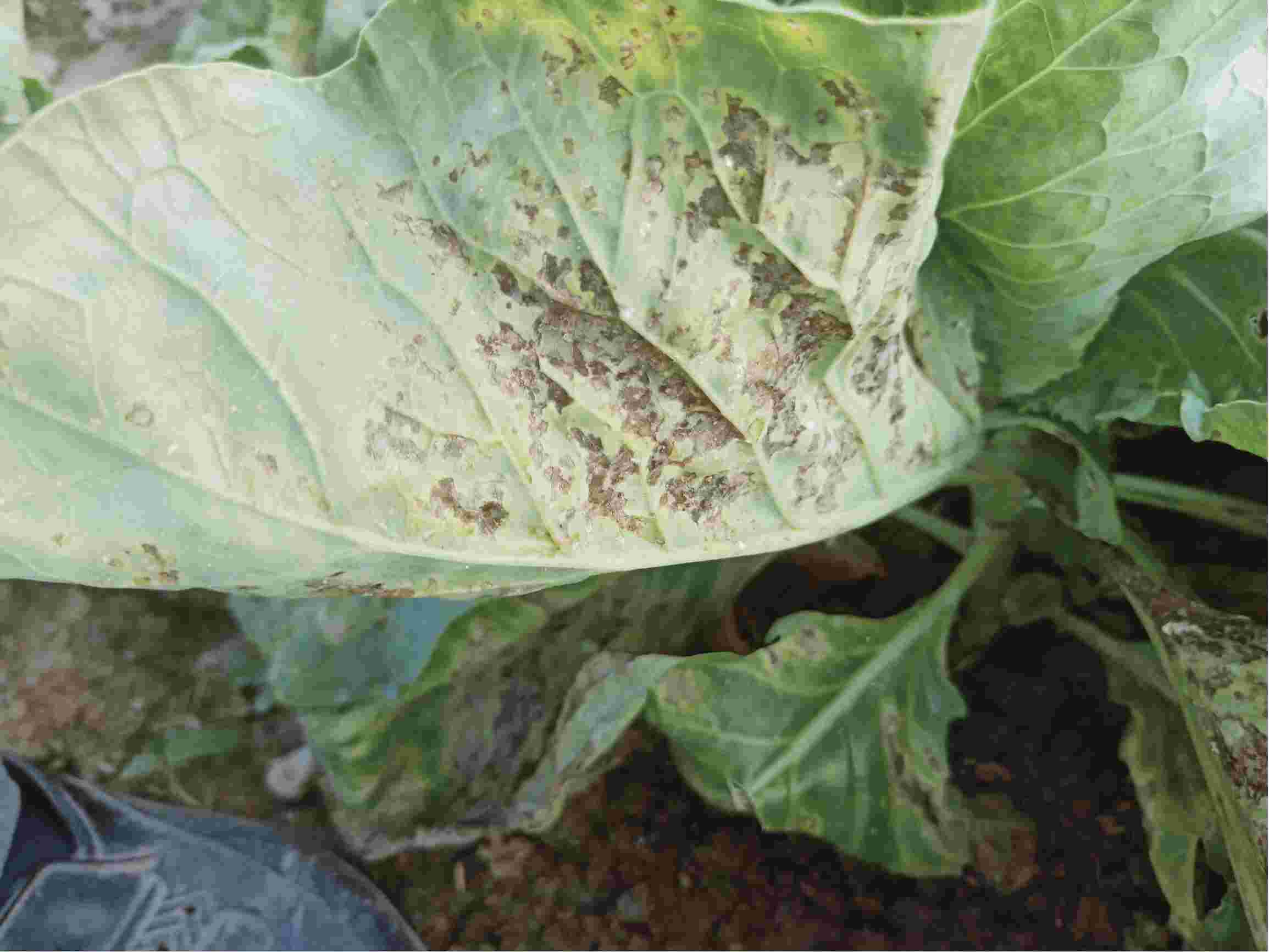 这是鸡心包菜的病叶请问老师这是什么病用什么药物治疗