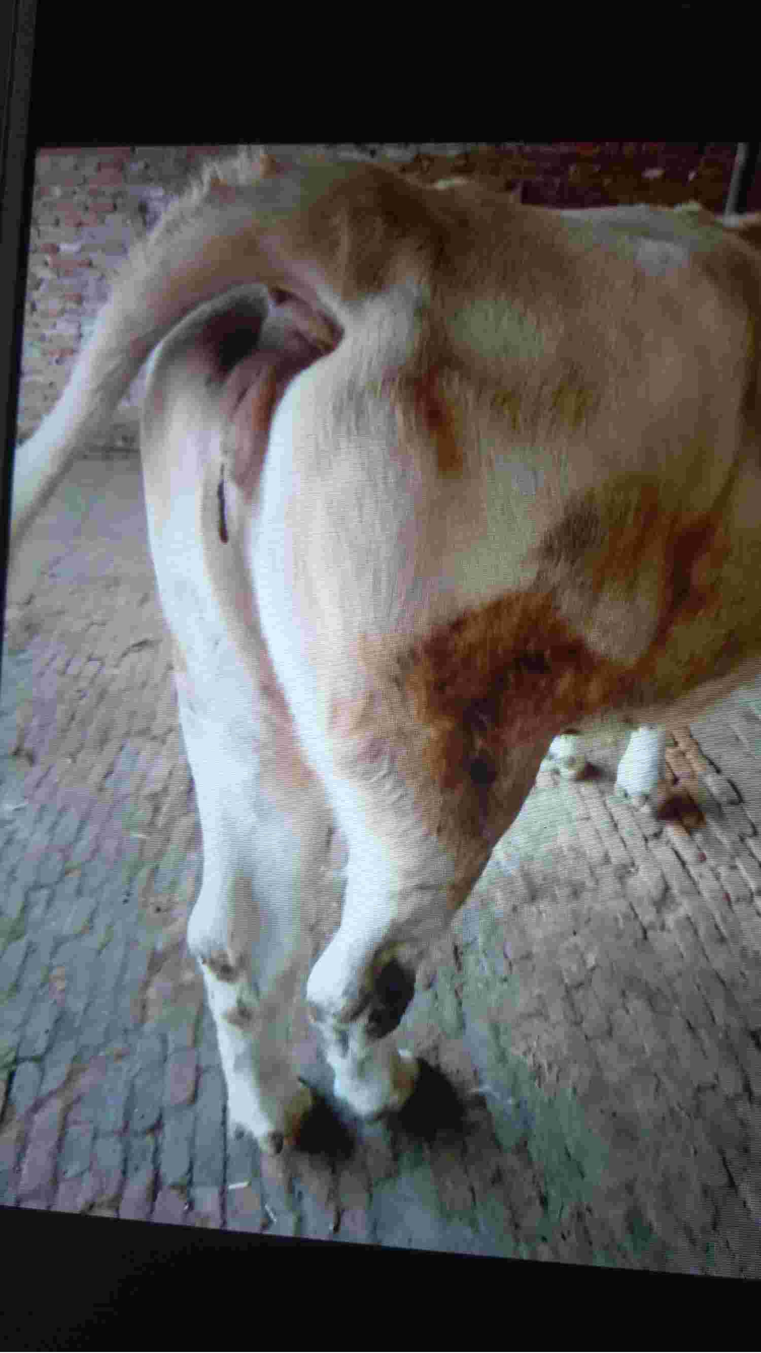 母牛图片 尾部图片