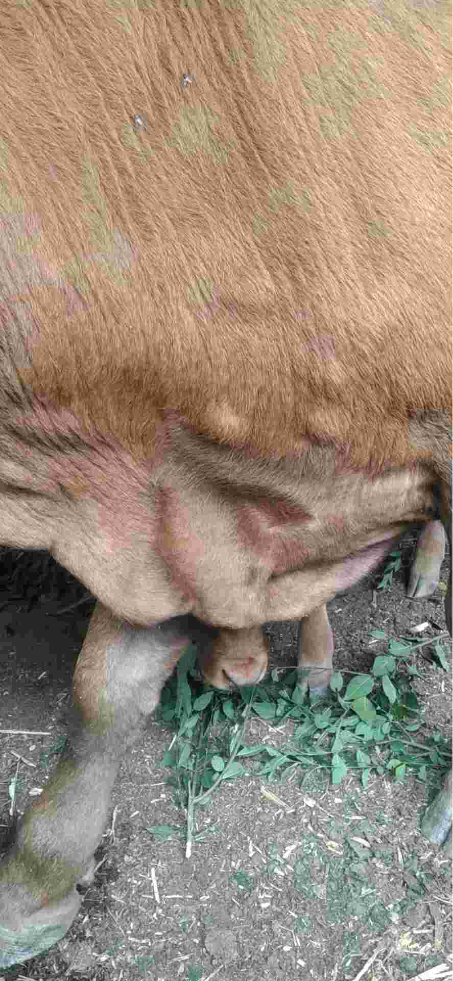 牛焦虫病症状图片图片