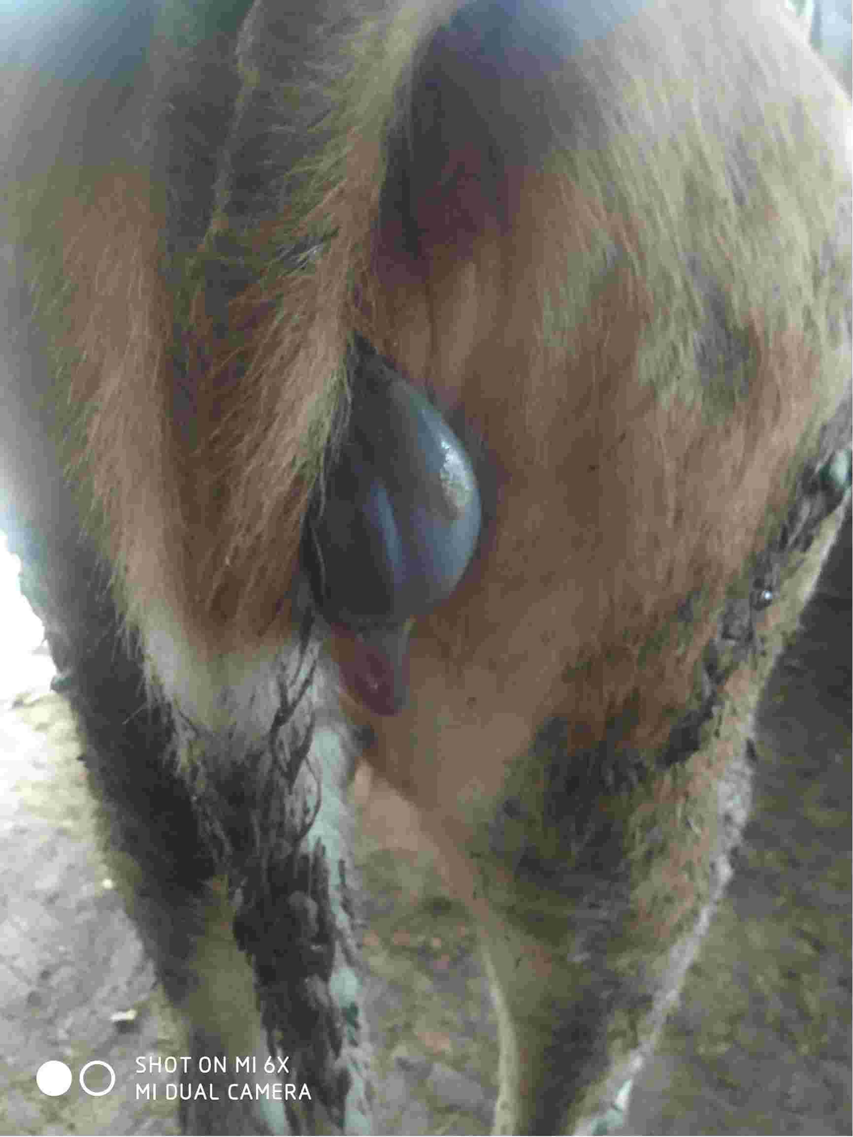 母牛1个月流产排出图图片