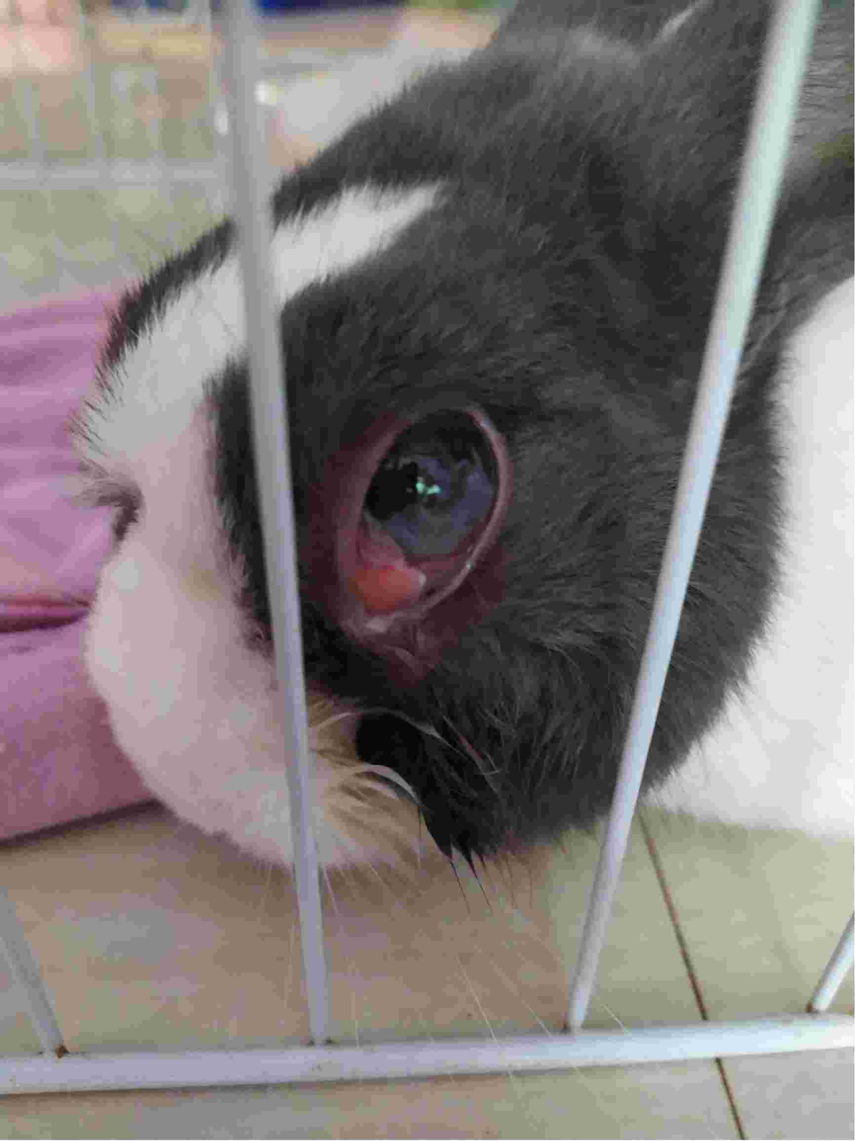 兔子第三眼睑发炎图片图片