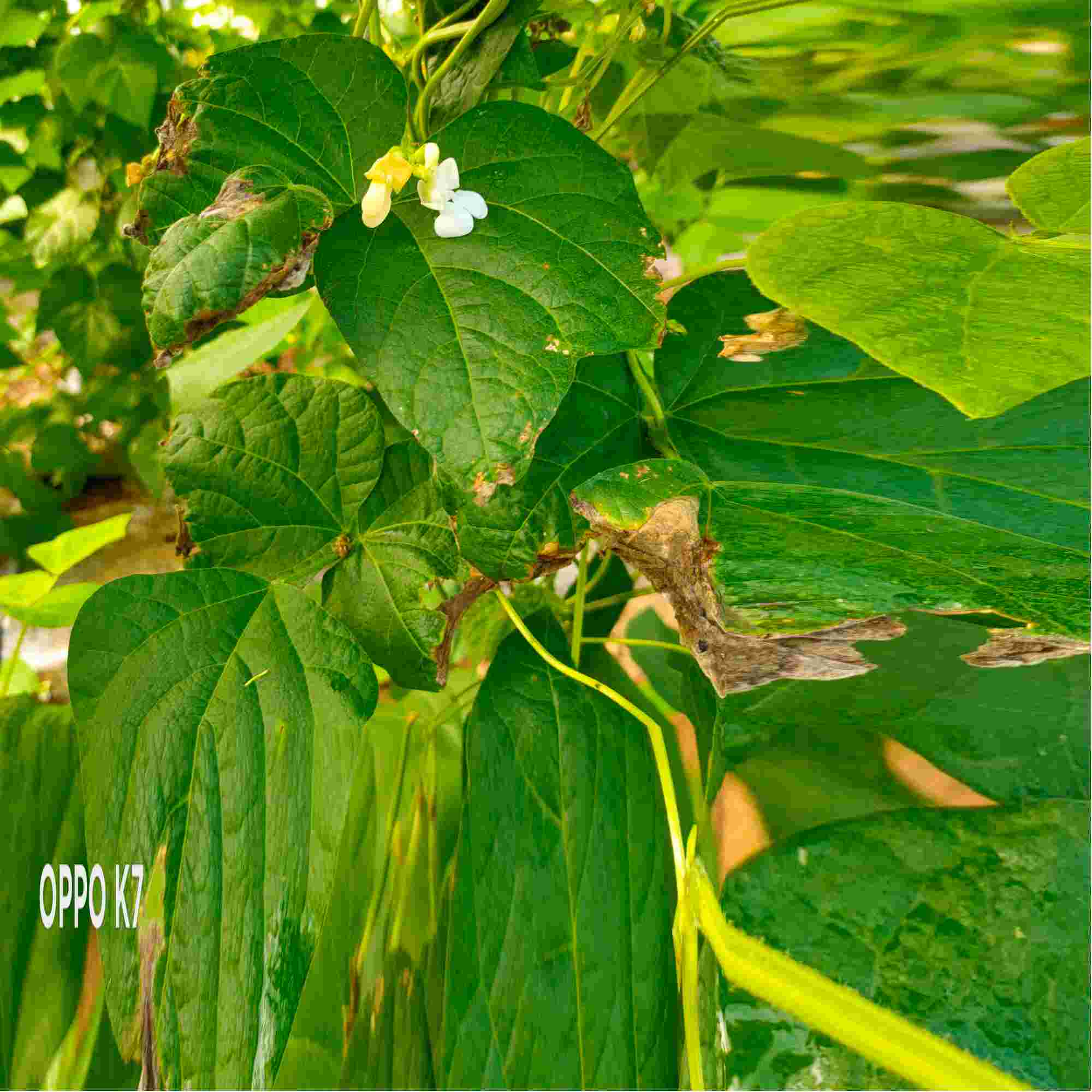 老是请问一下豆角叶子出现什么症状