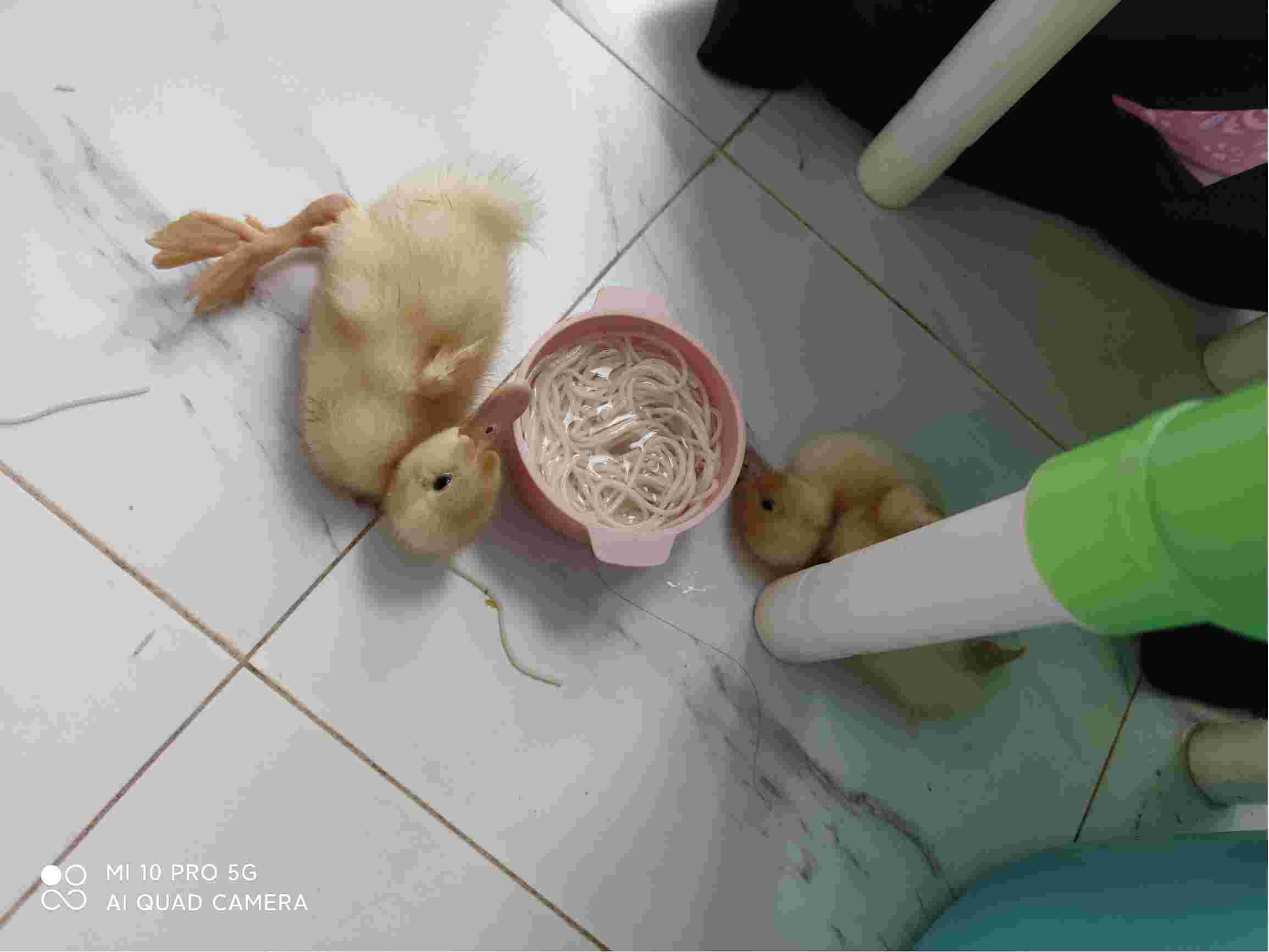 鸭子歪脖站不起来抽搐拉绿色便便是得了什么病吃什么药怎么治啊急等