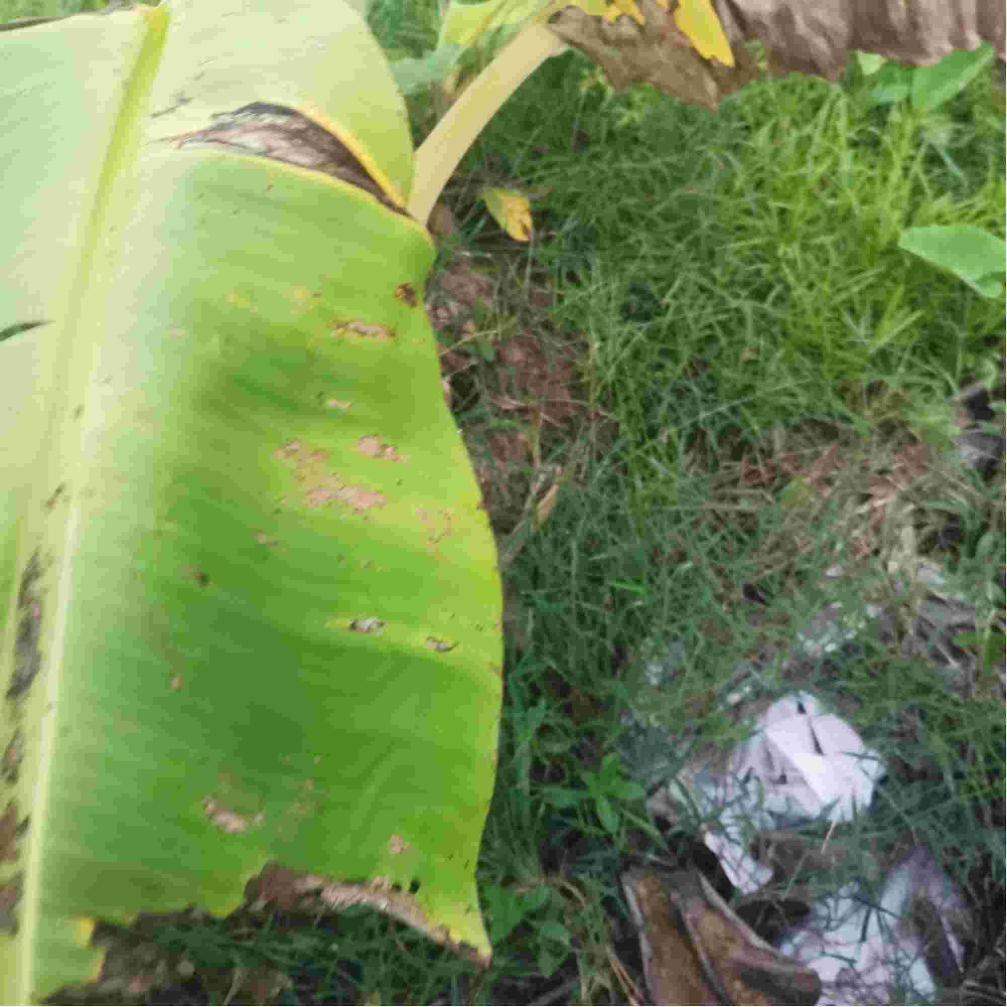 你好请问这个粉蕉是什么病可以用点什么药治