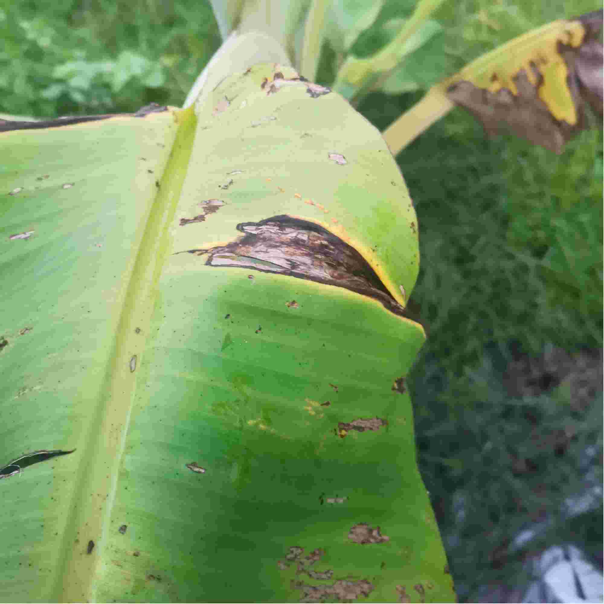 你好请问这个粉蕉是什么病可以用点什么药治