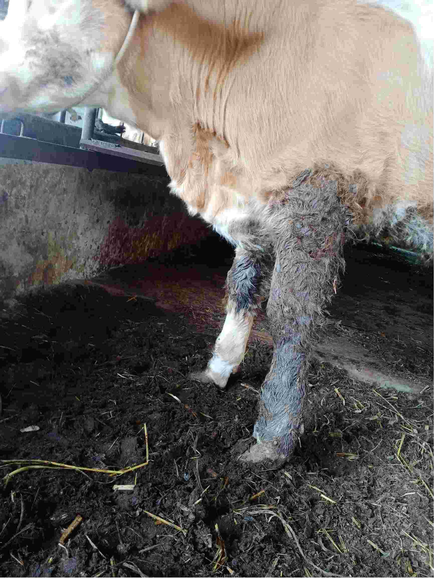 母牛产前一天症状图片图片