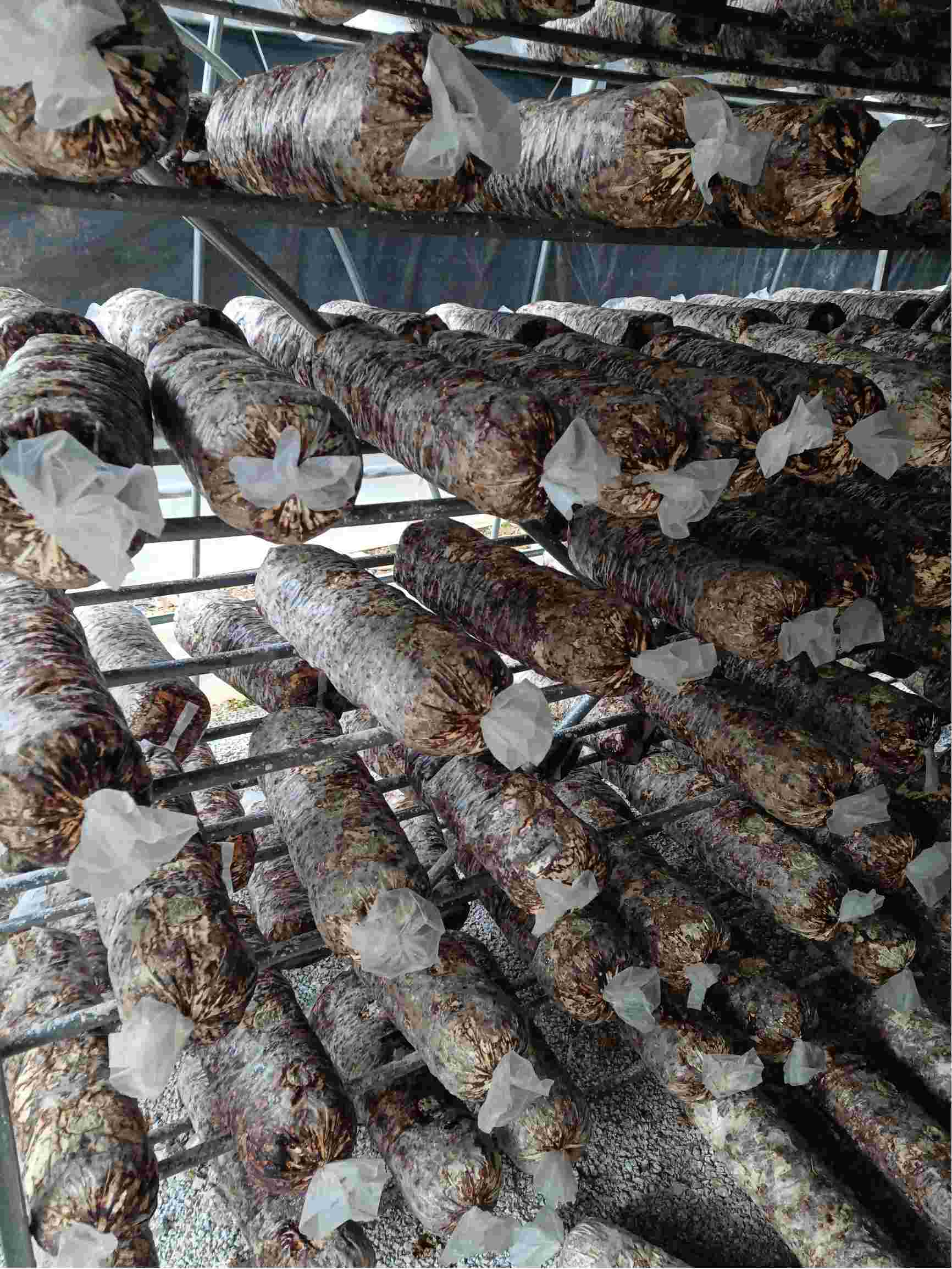 今年8月中旬的棒至今未放大气香菇菌棒已转色成熟了后面还需要刺大孔