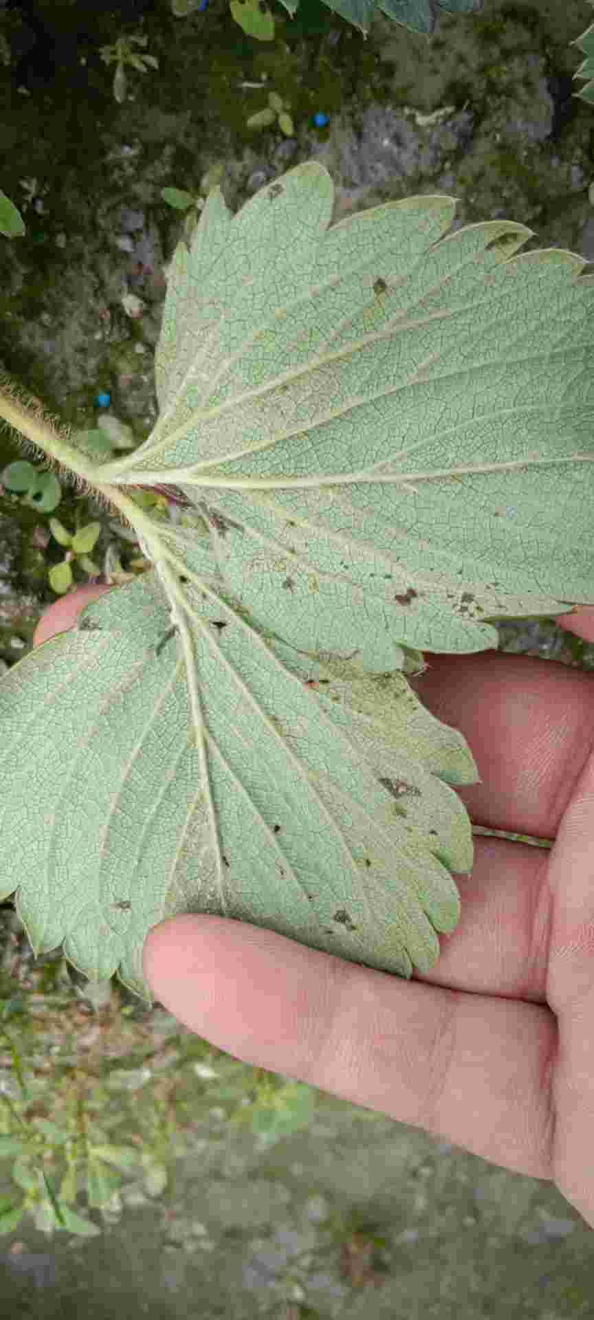 你好老师,我的草莓在现雷期有轻微的细菌性角斑病,我打了几次氰尿酸和