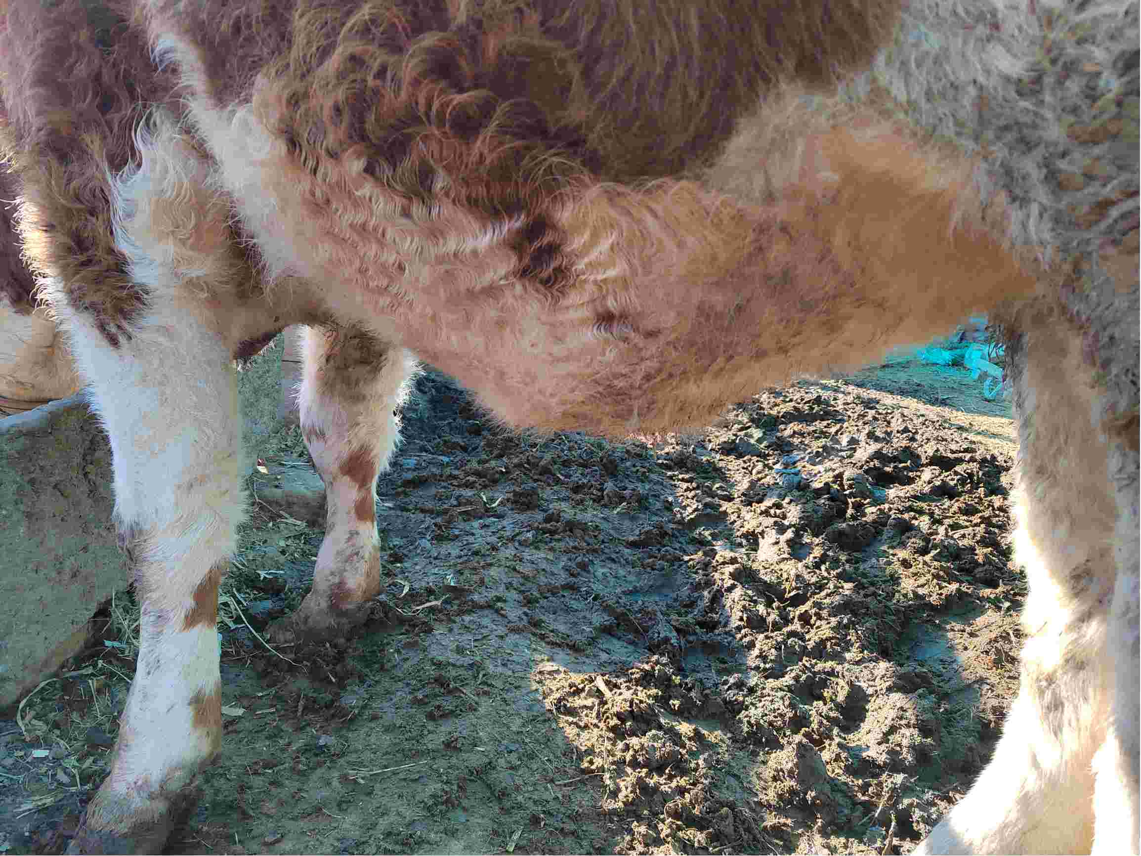 母牛怀孕月份图片图片