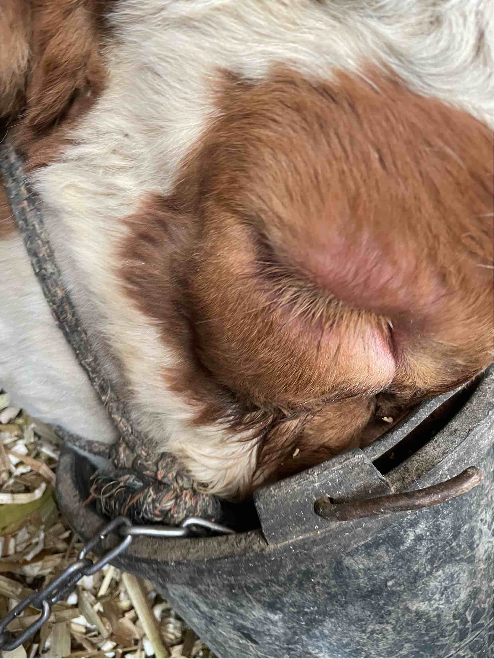 牛眼皮红肿,嘴巴也有点肿,其他状态都很好,怎么治疗?