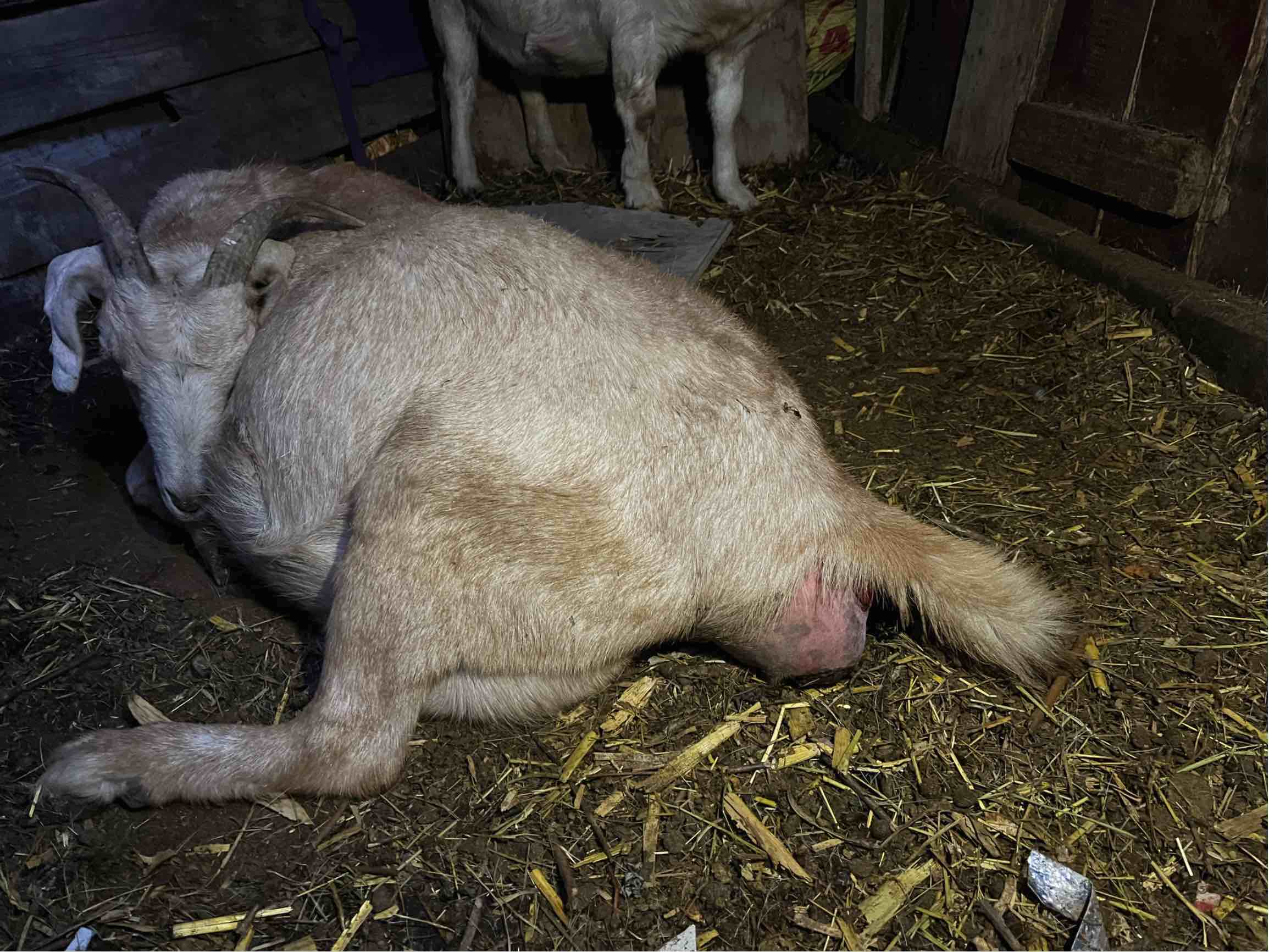 老师怀孕母羊约3个月近肚子变得很大感觉想下羊羔却下不来肛门和下边
