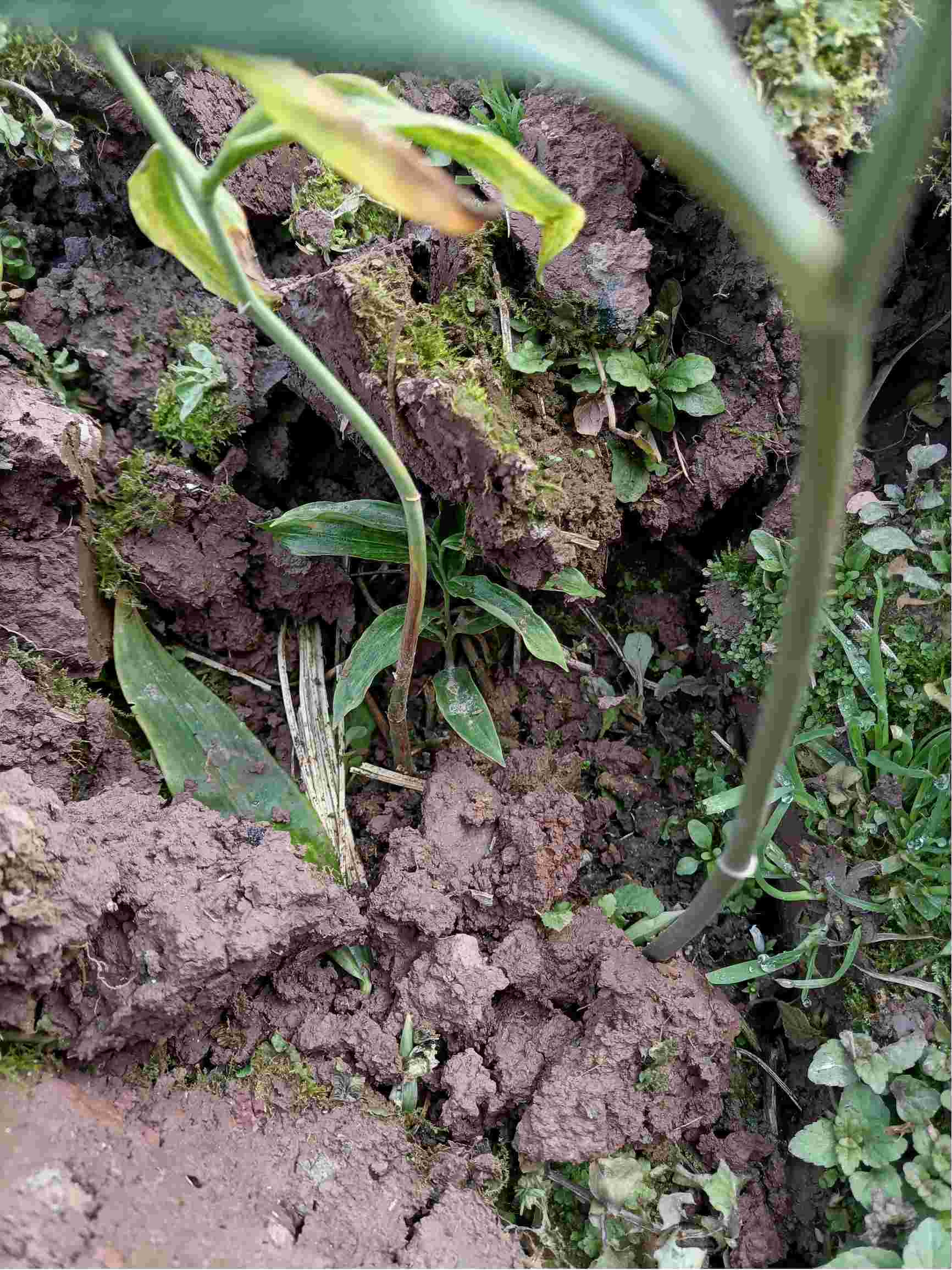 你好赵老师就是我家里的黄精出现烂根后面导致枝干枯死特别是新芽最