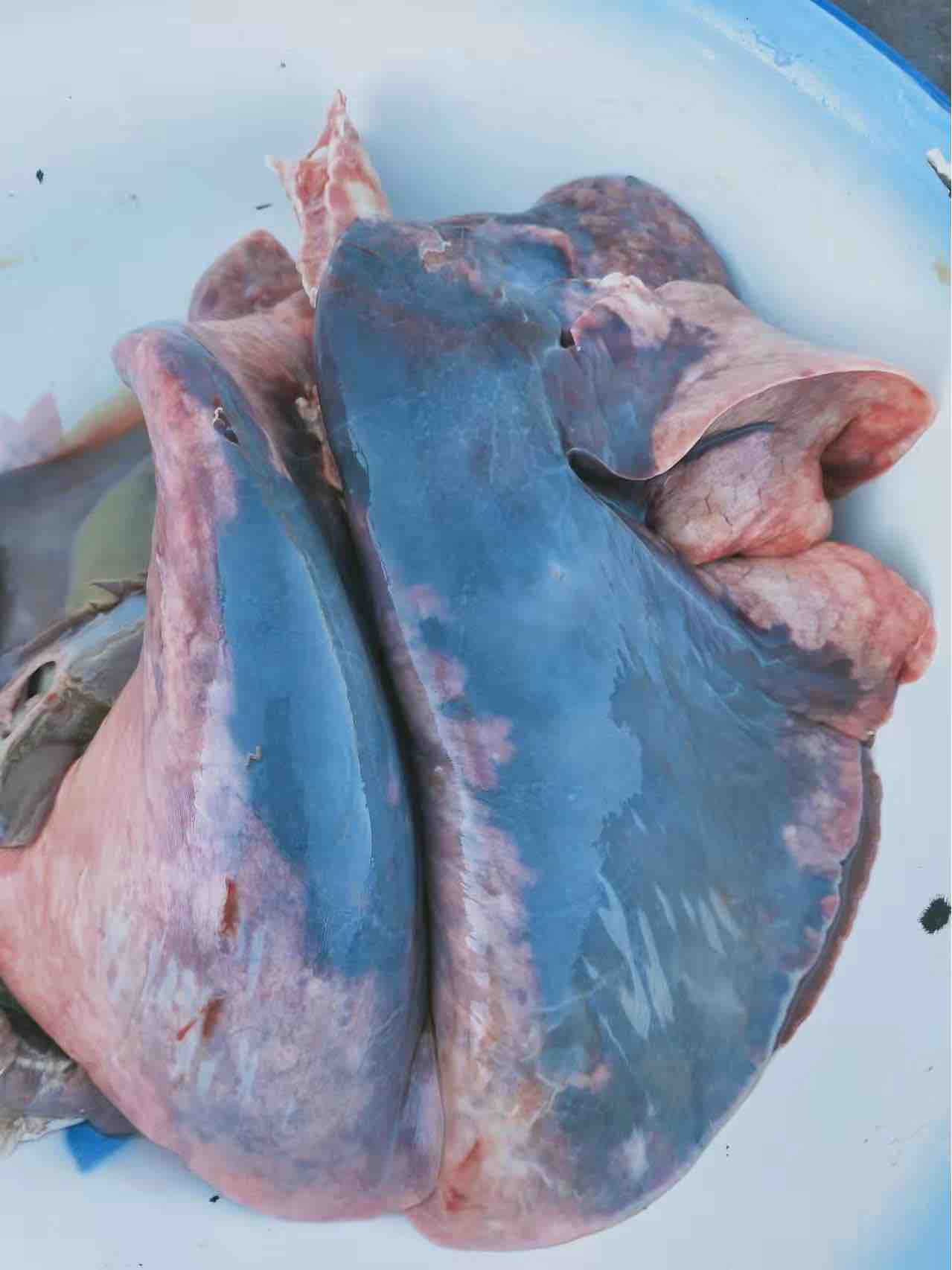 羊肺图片解剖图片
