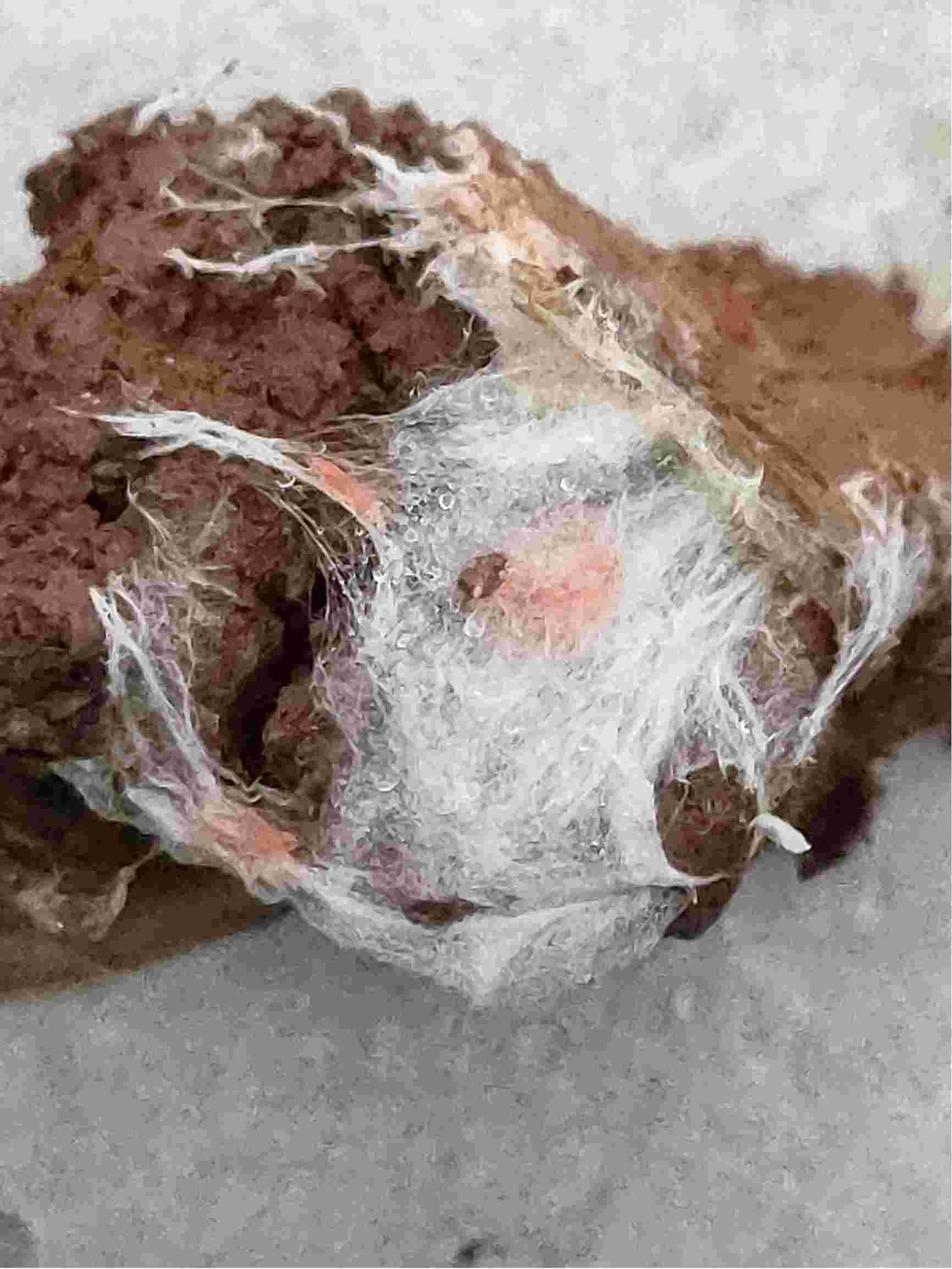 请问大球盖菇菌丝上有红色的是什么虫子什么原因引起的如何处理谢谢