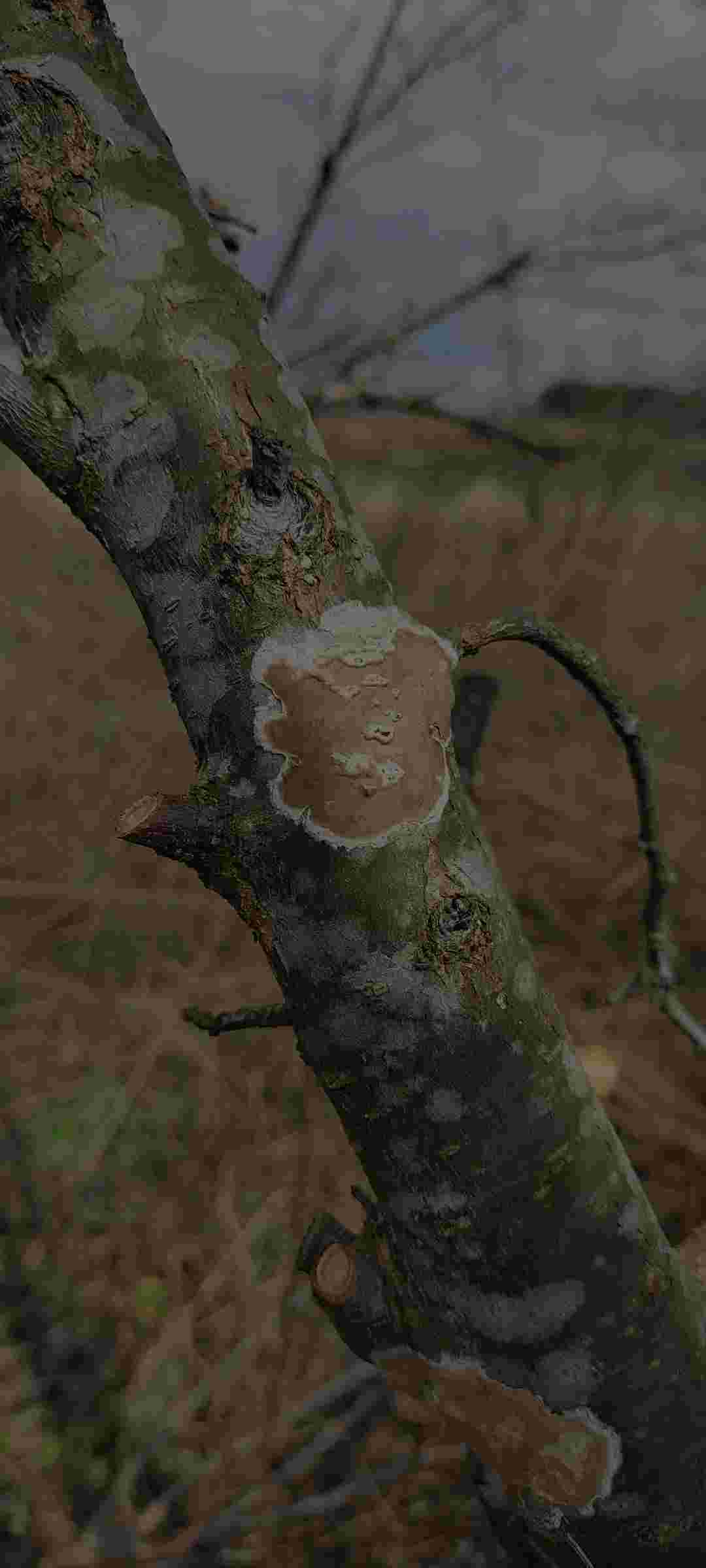 李子树杆白斑病图片图片