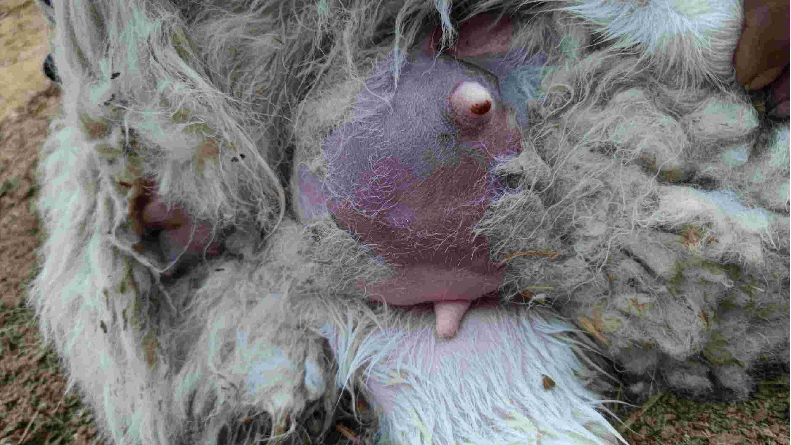 羊乳房发紫应该怎么治疗