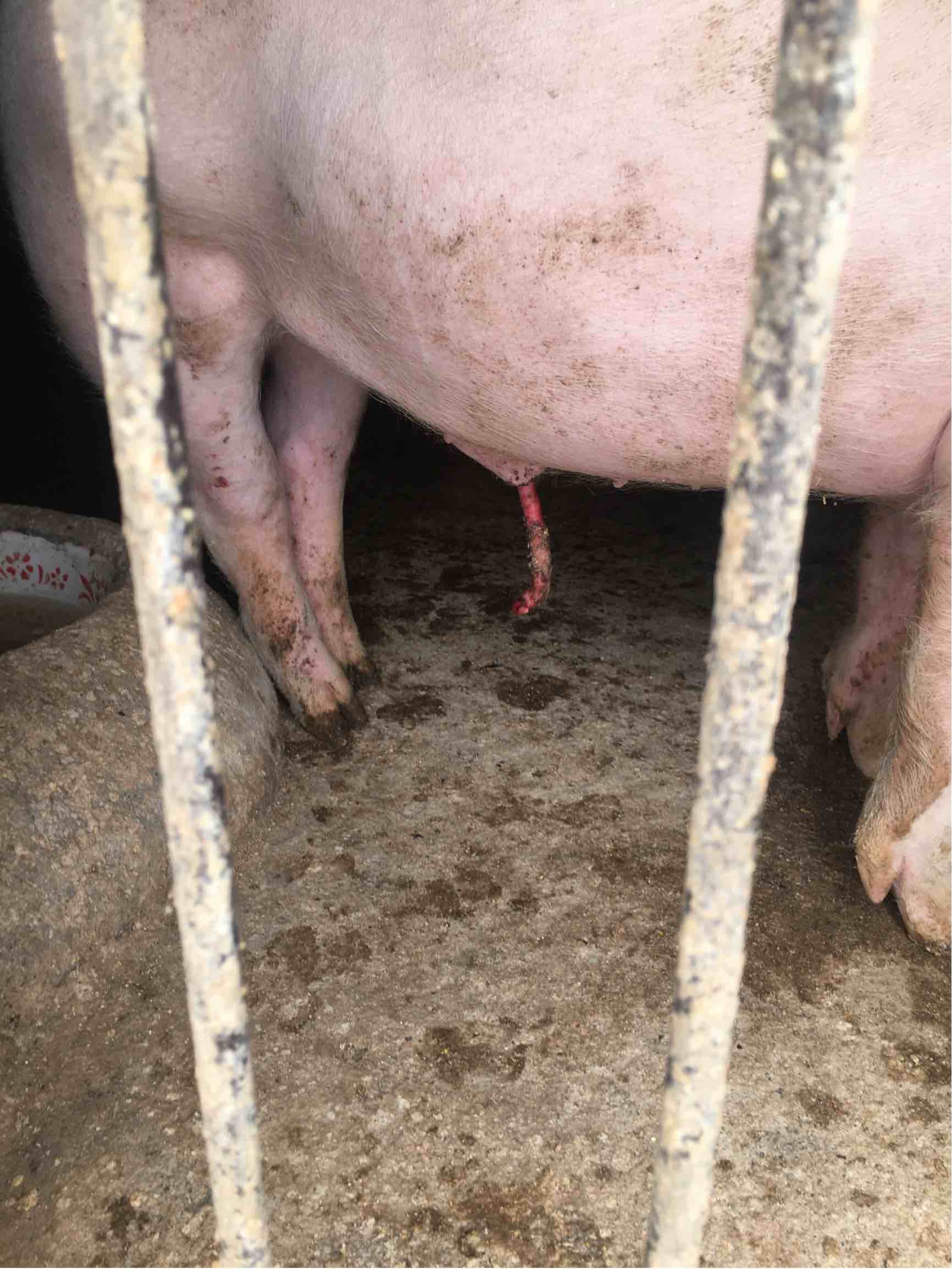 猪鞭在猪体上的图片图片