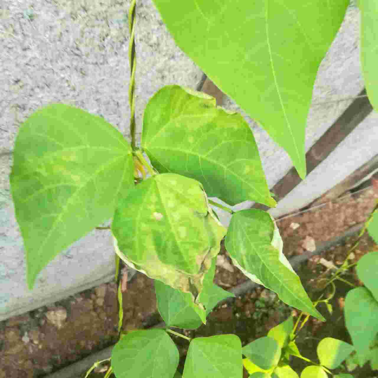 种植的芸豆这两张图是我拍的芸豆叶子不知道得了什么病请问怎么治疗