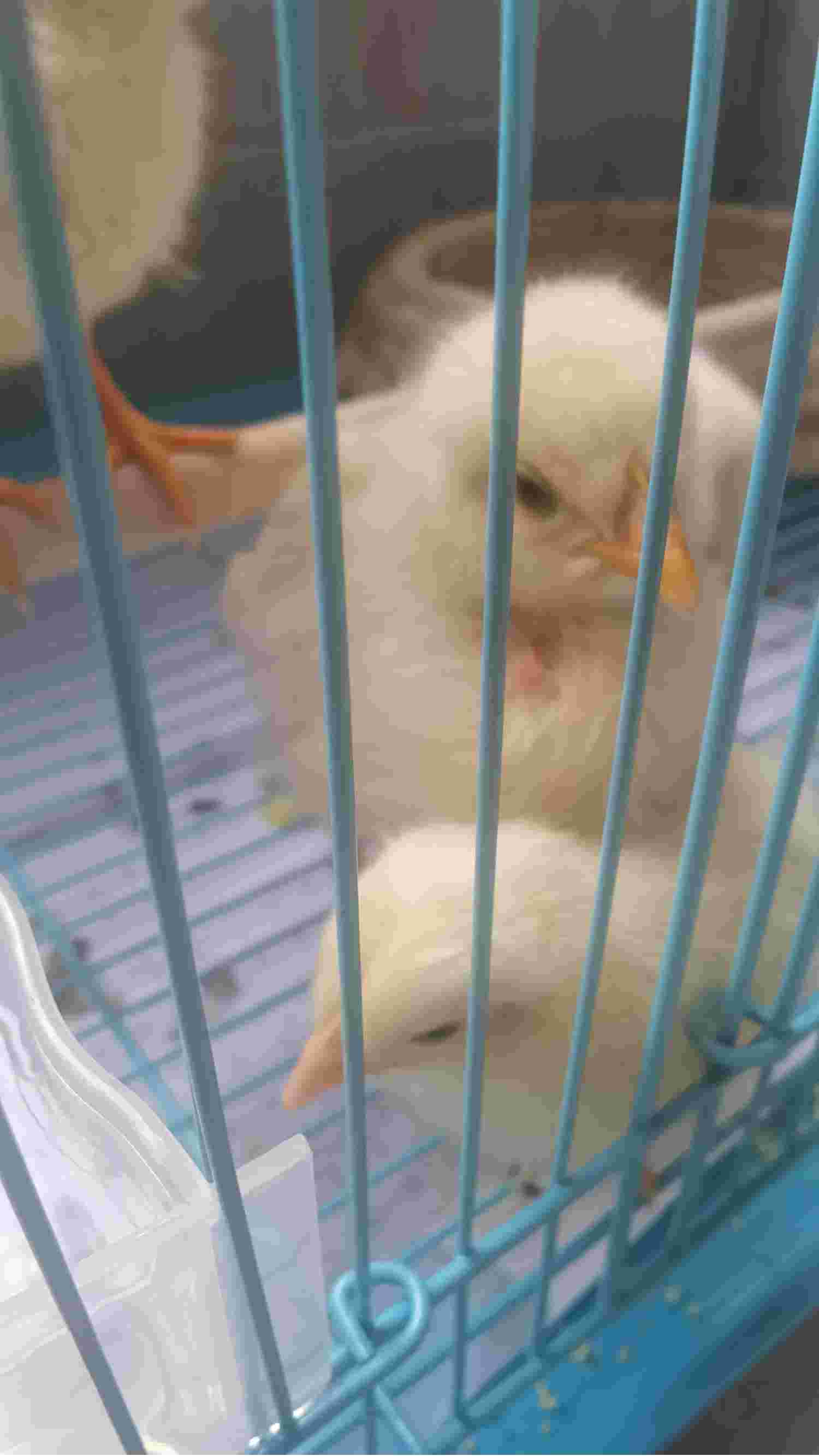 小鸡爱琢毛是什么原因