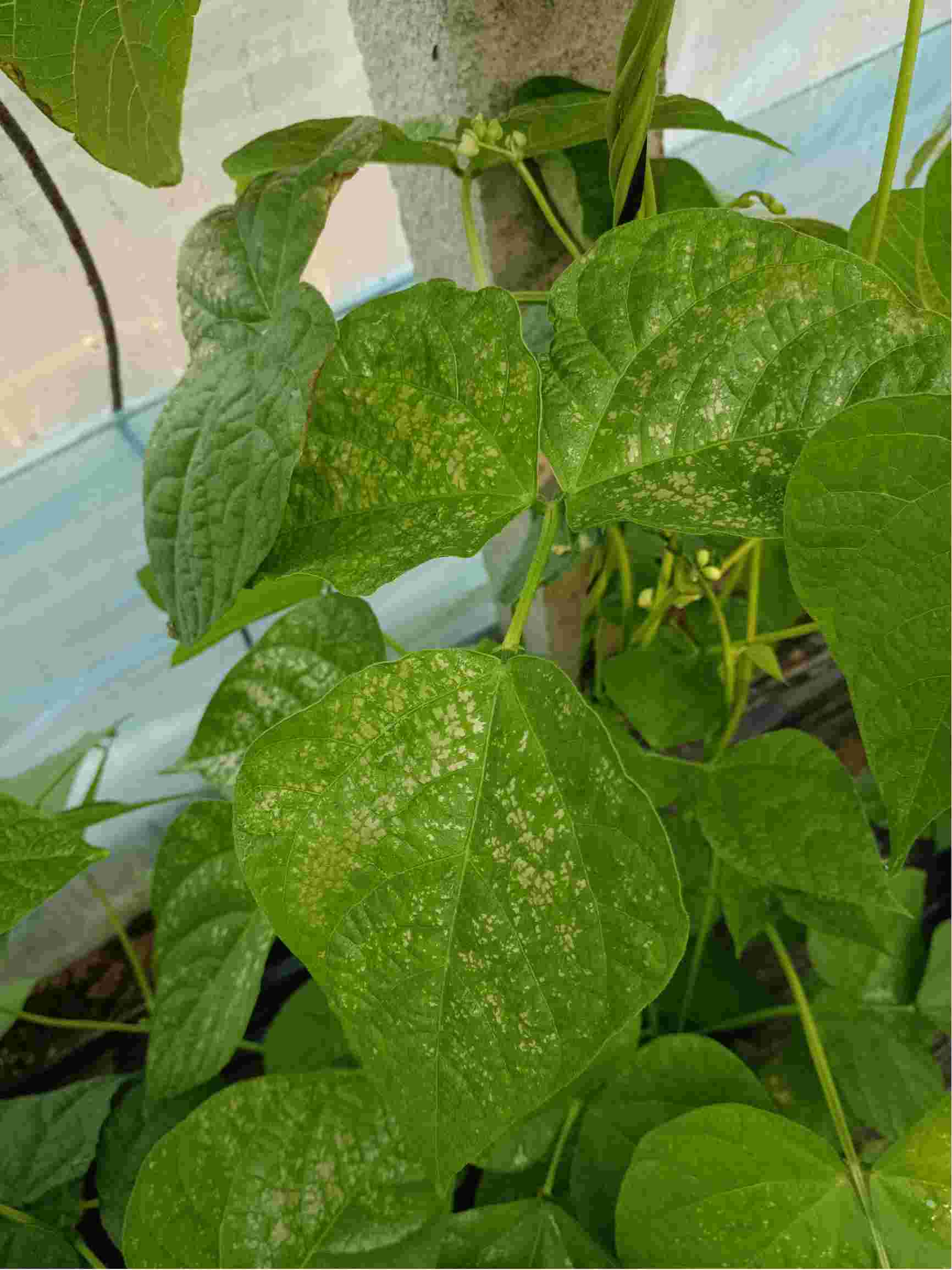 请问老师这是什么病我种是芸豆