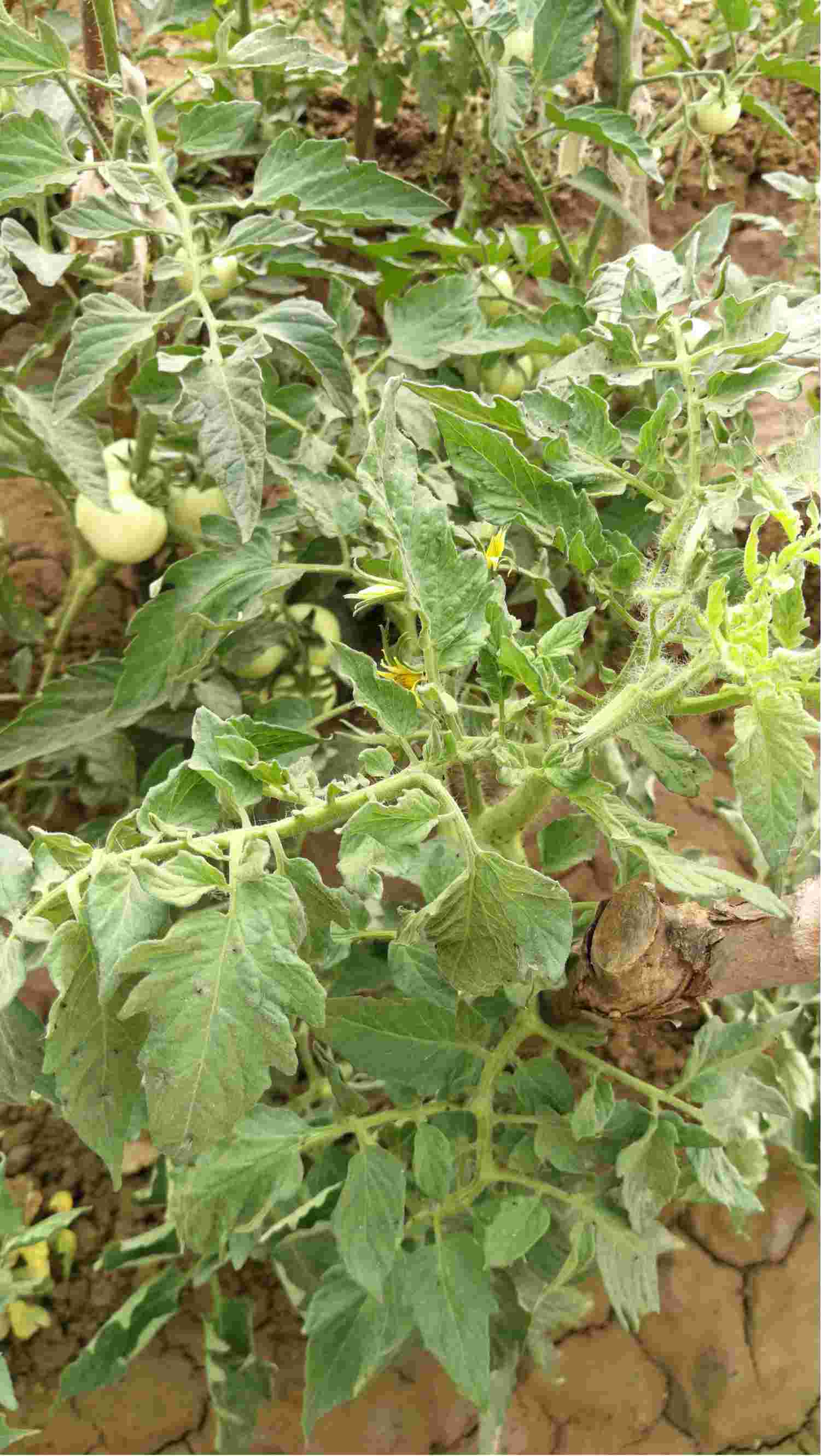 老师你好自家种的西红柿茎发黑叶子发卷并且个别枝叶很小请问怎么处理