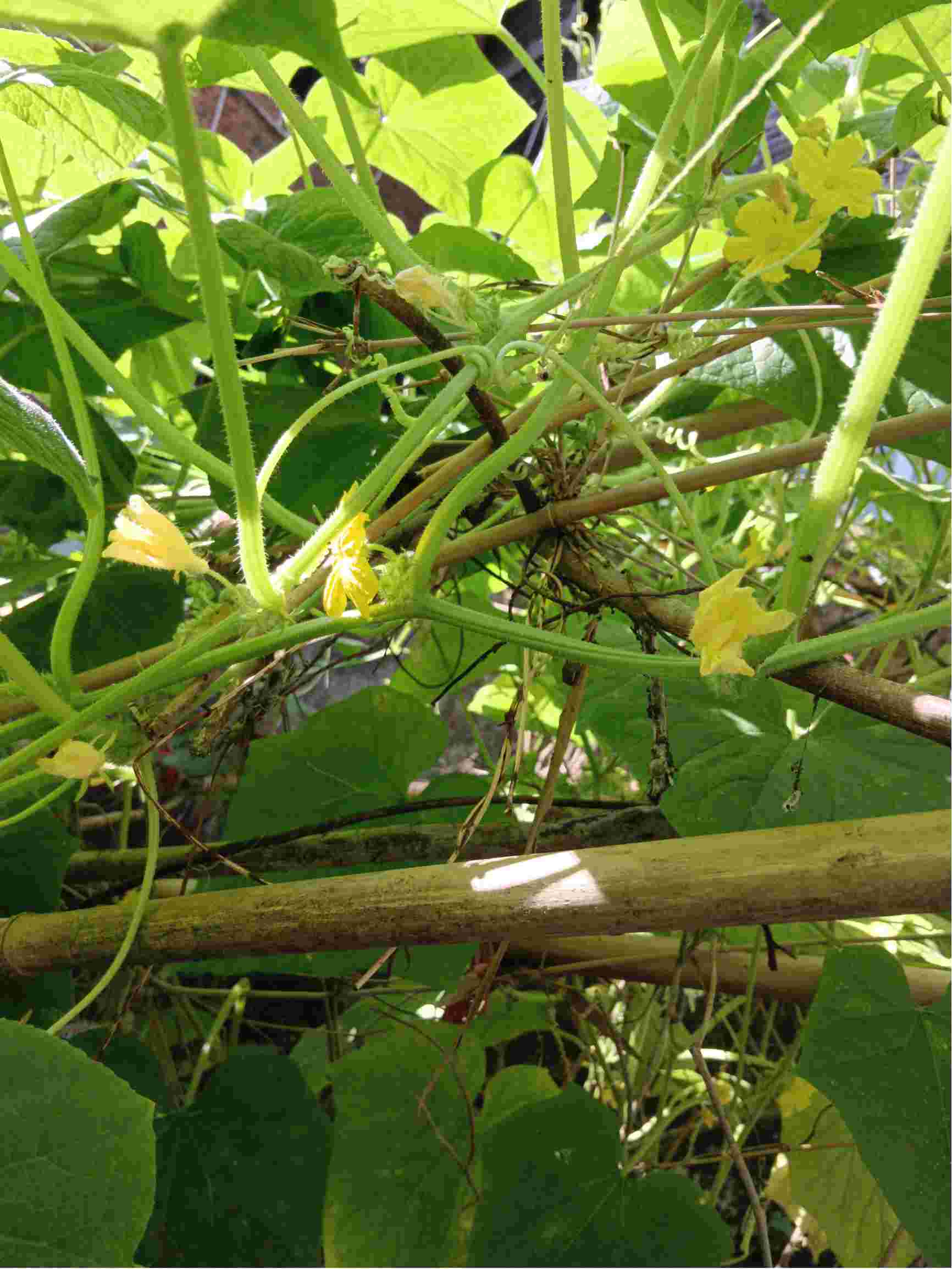 老师好我种植的黄瓜开花不结果这是什么原因