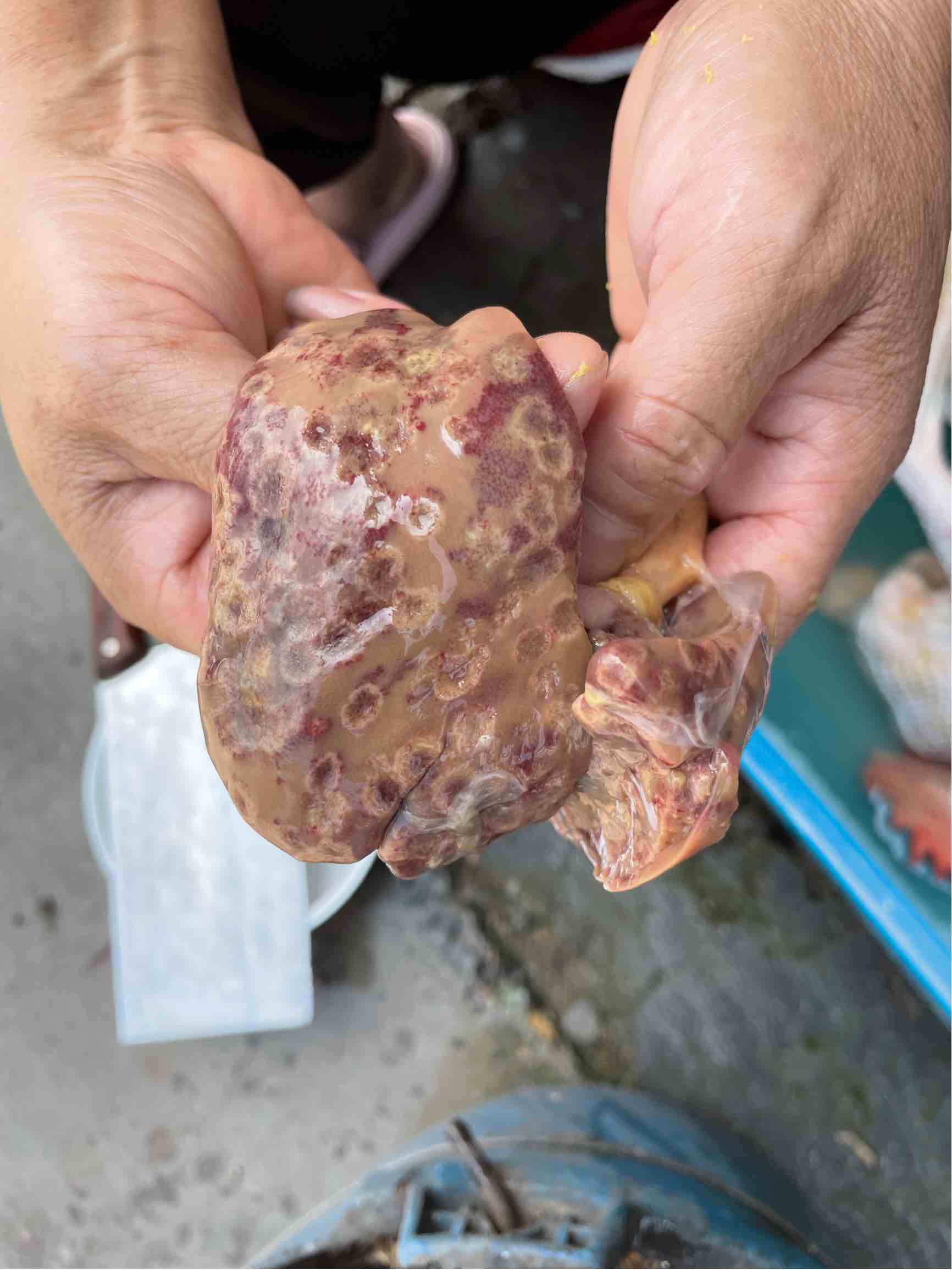 您好家里养的鸡鸡肝这样了鸡还能吃吗