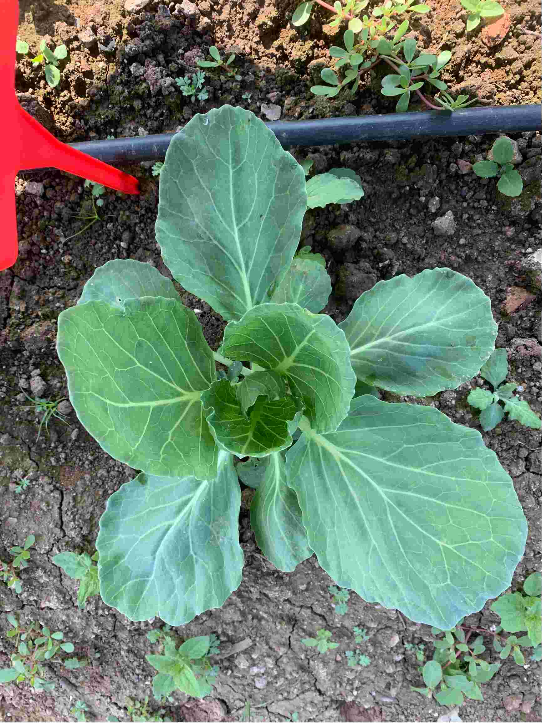 请问怎么区分甘蓝莲座期前期,中期,后期三个生长期啊;细节判别甘蓝