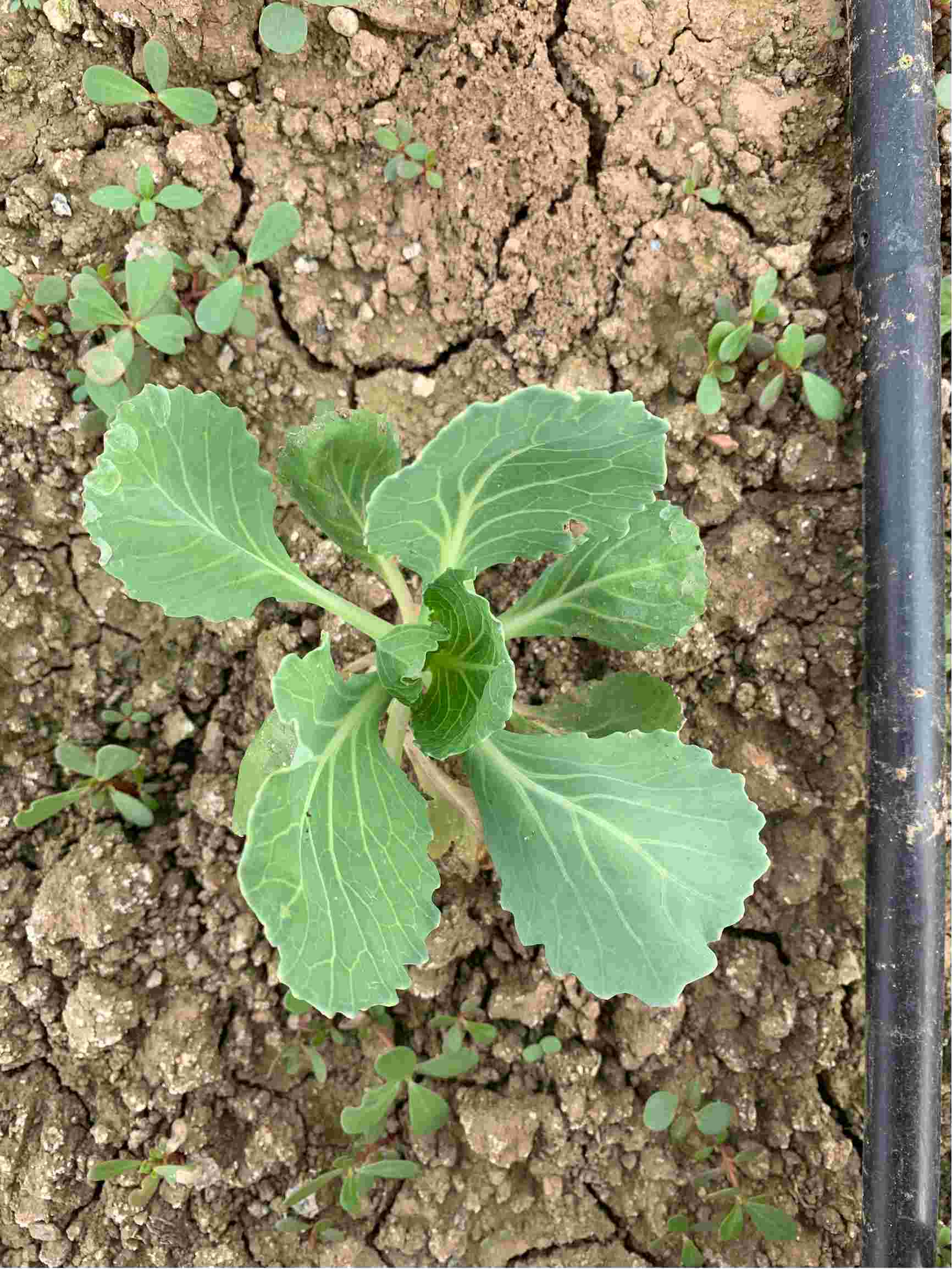 请问怎么区分甘蓝莲座期前期,中期,后期三个生长期啊;细节判别甘蓝