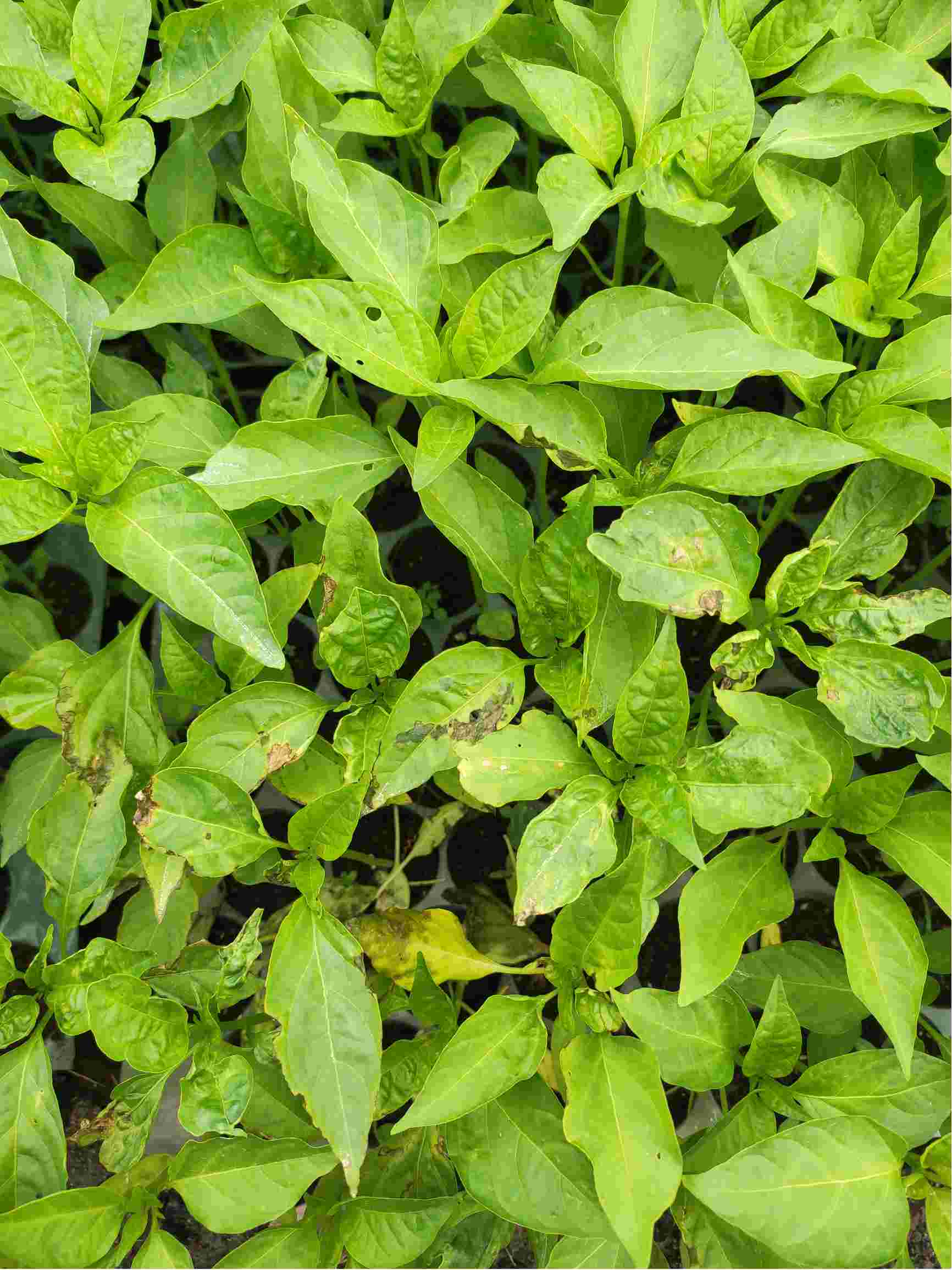 您好 请问辣椒苗叶子腐烂还有孔洞,这是什么症状?需要打什么药!