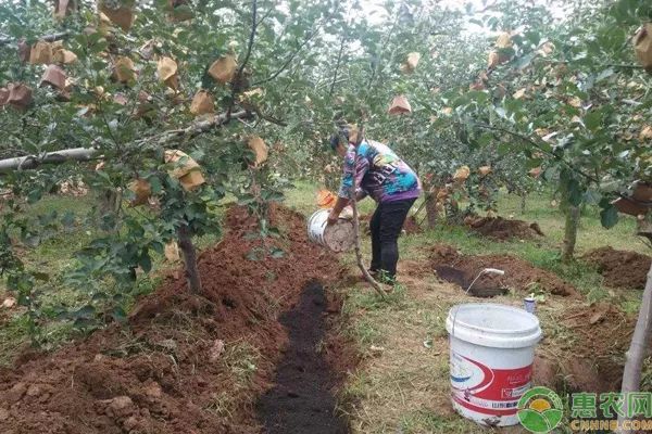 种植课堂：果树施肥的四大方法-图片版权归惠农网所有