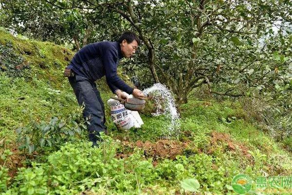 种植课堂：果树施肥的四大方法-图片版权归惠农网所有