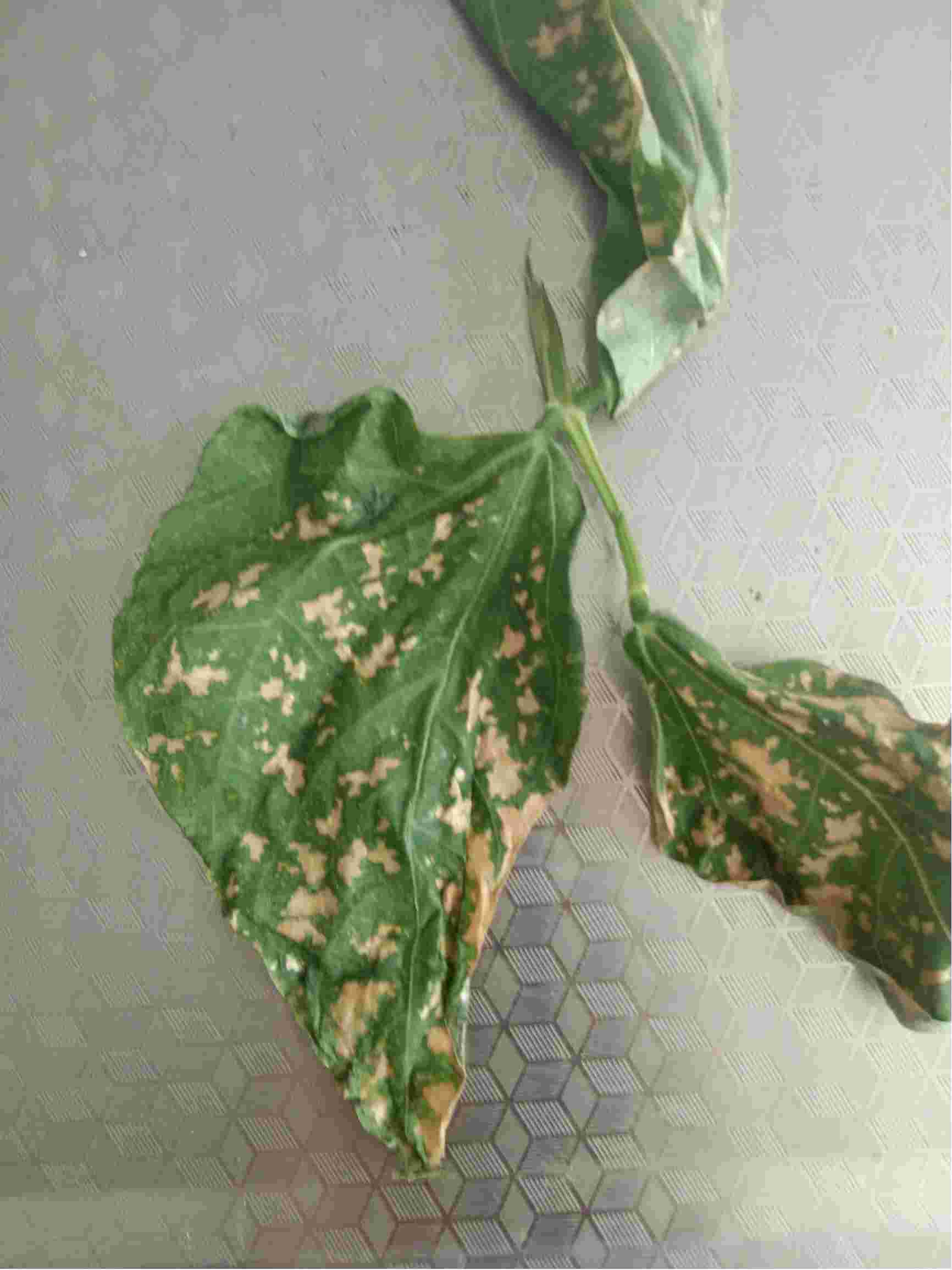 您好架芸豆叶片长白斑