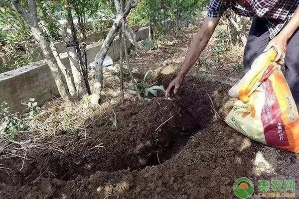 花生饼直接施肥的正确方法-图片版权归惠农网所有